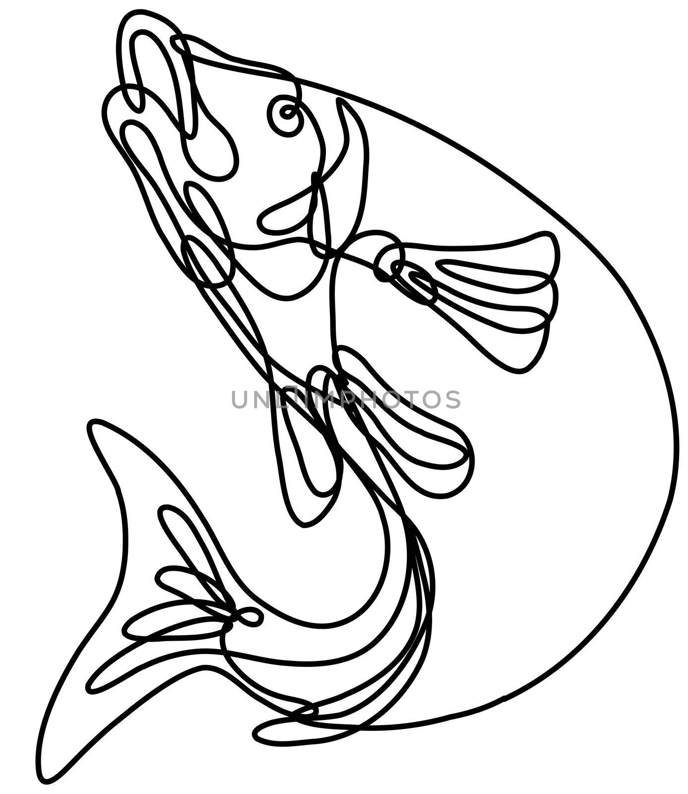 Continuous line drawing illustration of a lake trout jumping up done in mono line or doodle style in black and white on isolated background. 