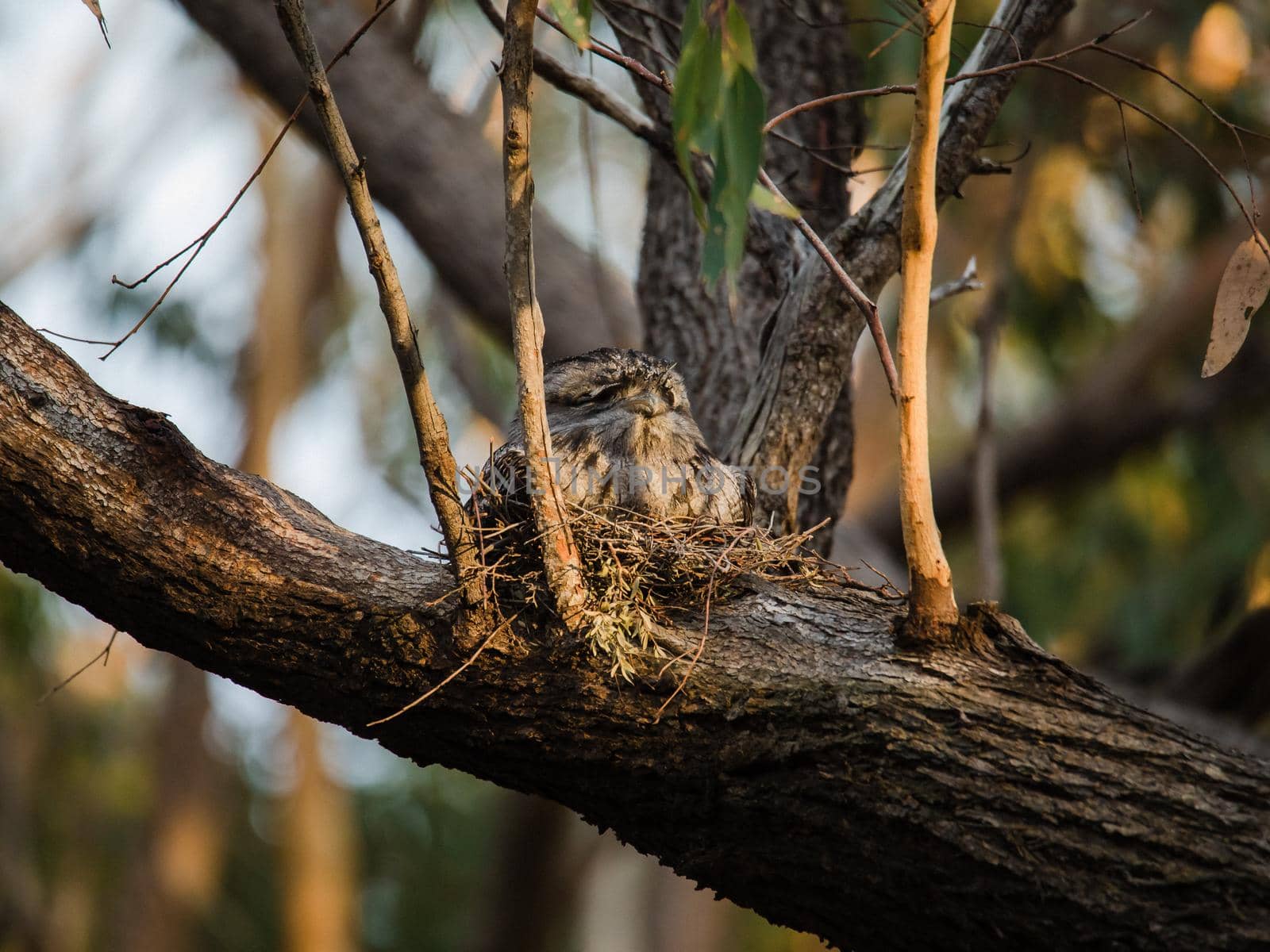 Tawny Frogmouth nesting on top of its chicks. High quality photo