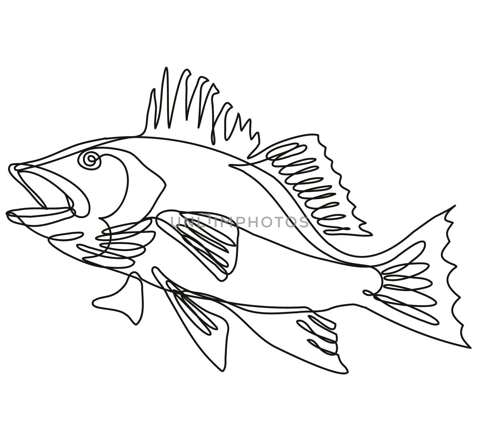 Continuous line drawing illustration of a largemouth bass jumping up side view in mono line or doodle style in black and white on isolated background. 