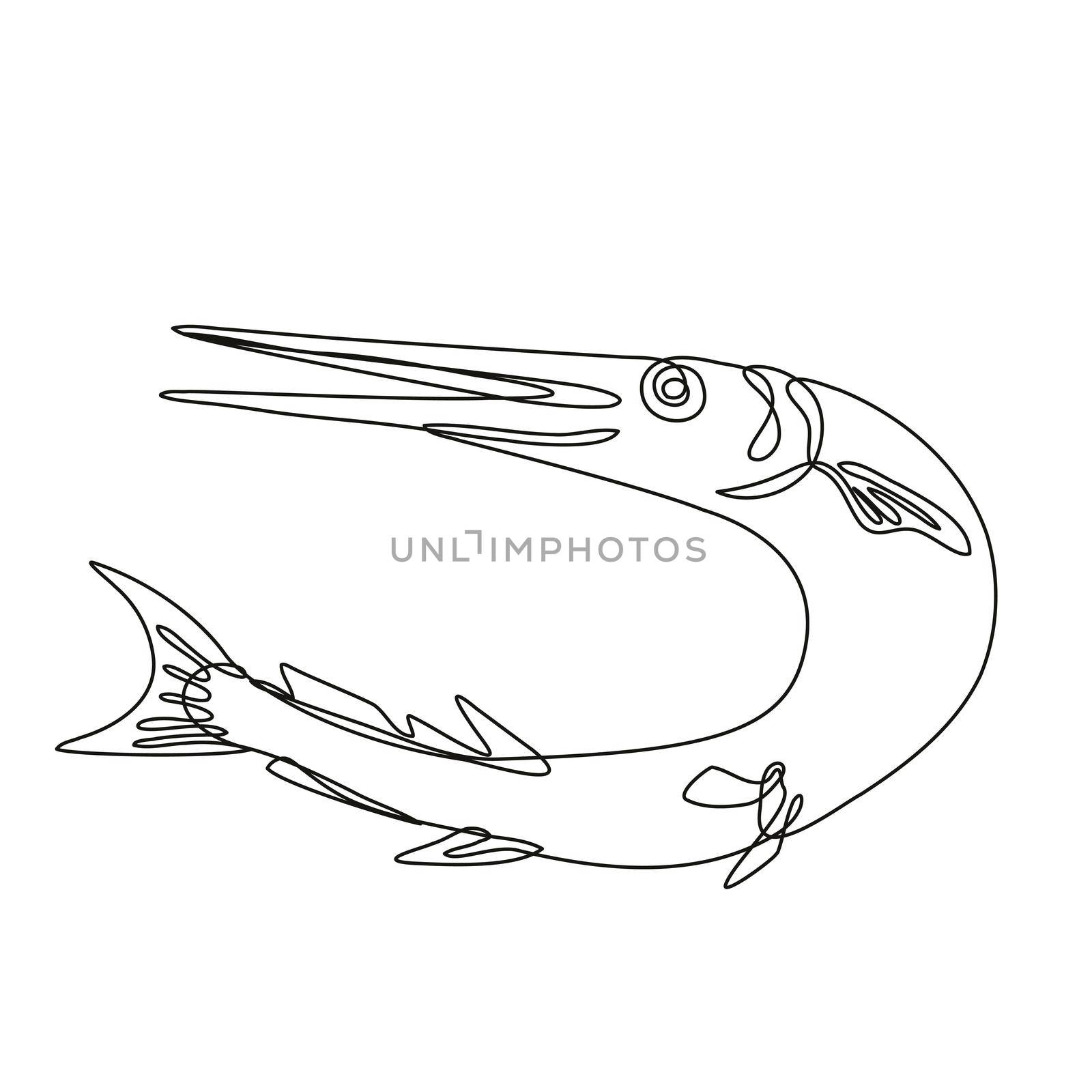 Needlefish or Long Toms Jumping Up Line Drawing  by patrimonio