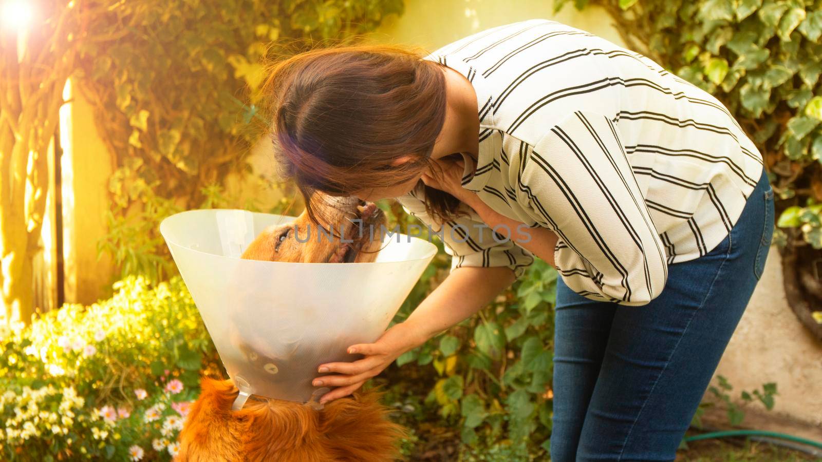 Beautiful Hispanic young woman kissing her injured Golden Retriever dog with a plastic cone on her neck in her backyard during sunset