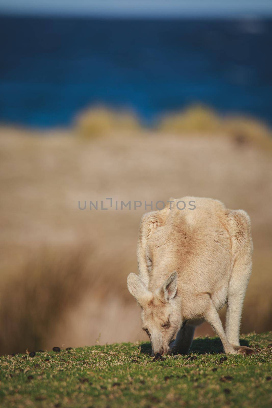 White Eastern Grey kangaroo at a caravan park. High quality photo