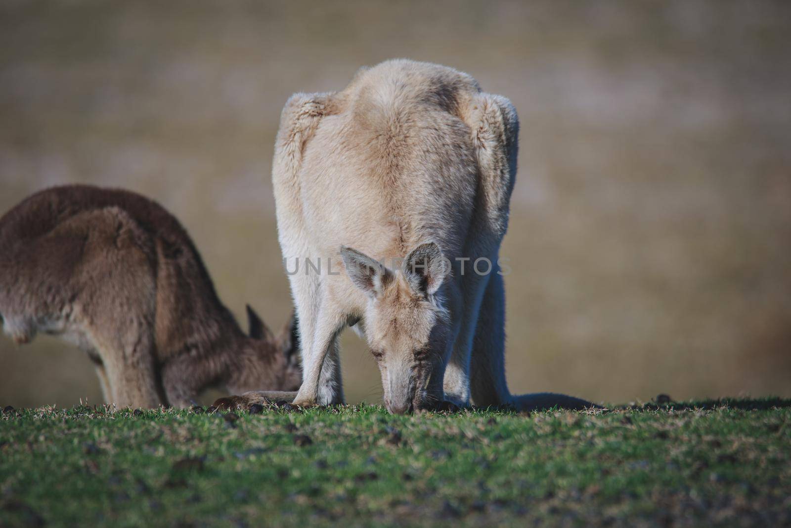 White Eastern Grey kangaroo at a caravan park. High quality photo