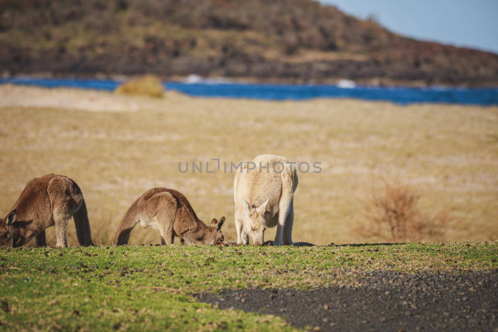 White Eastern Grey kangaroo at a caravan park. High quality photo