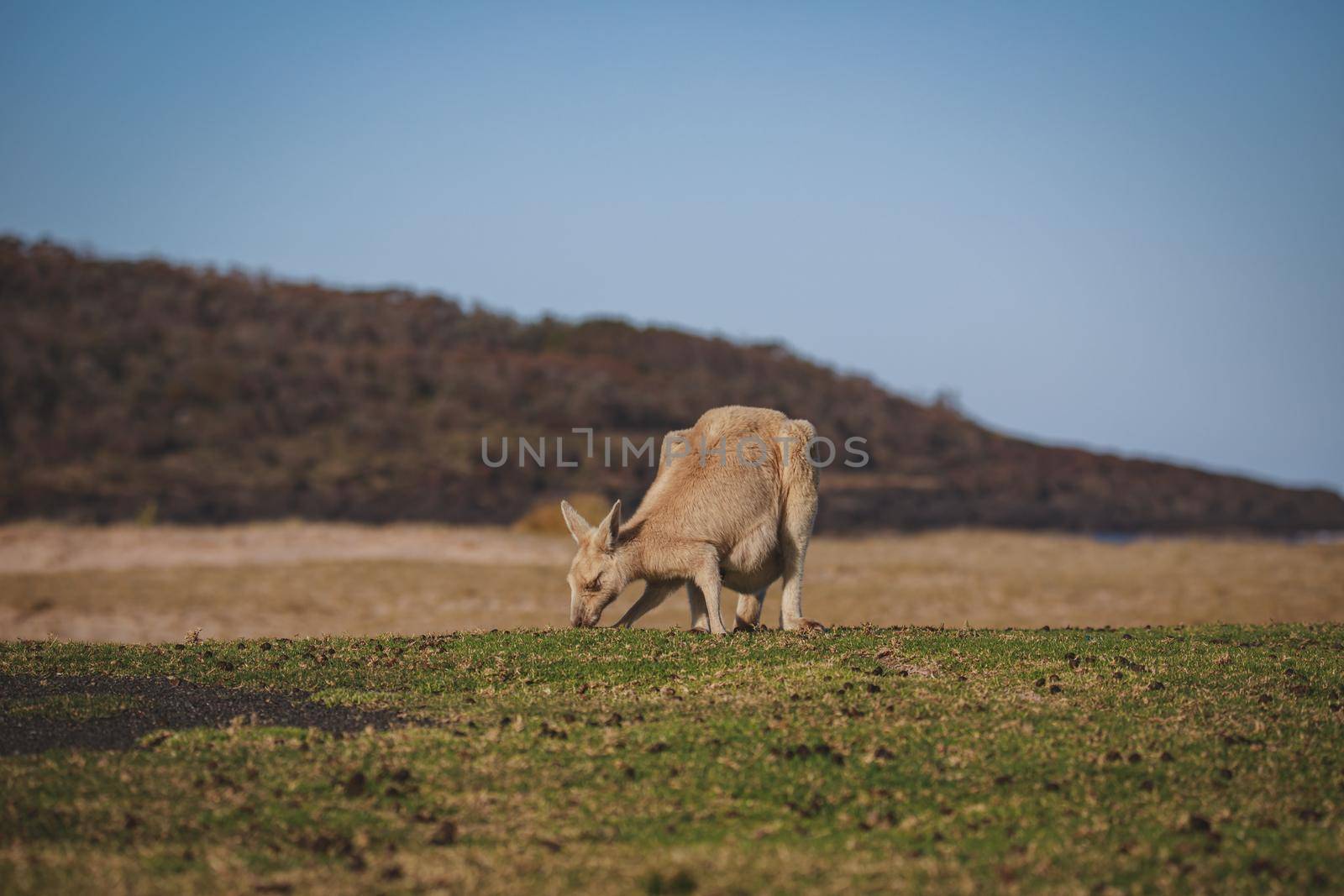 White Eastern Grey kangaroo at a caravan park by braydenstanfordphoto