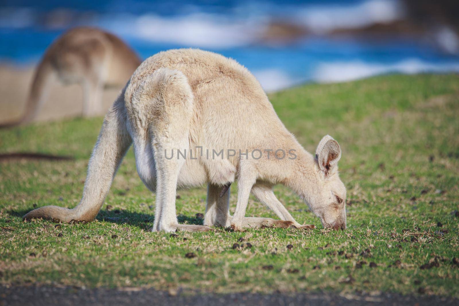 White Eastern Grey kangaroo at a caravan park by braydenstanfordphoto