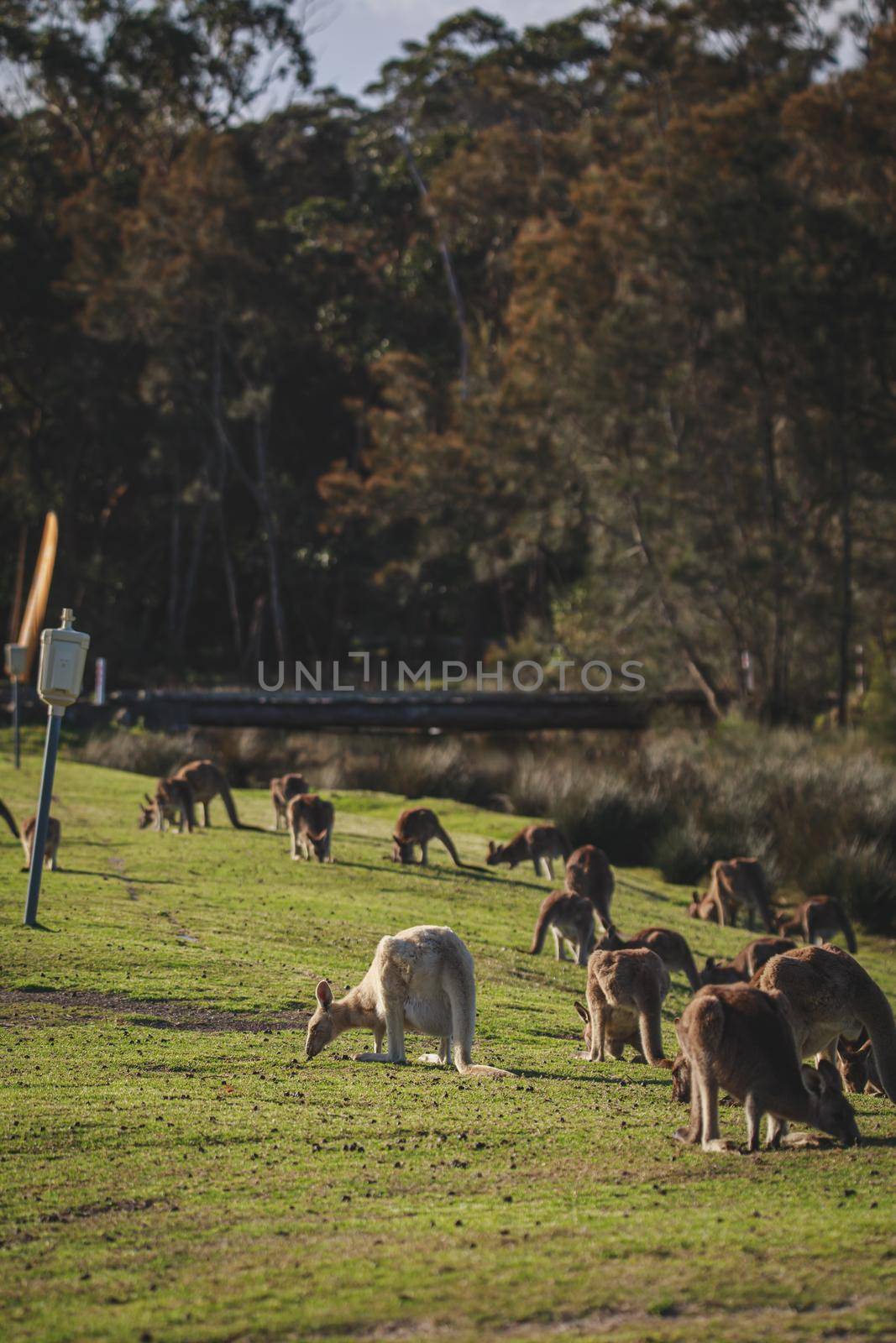 White Eastern Grey kangaroo at a caravan park. High quality photo