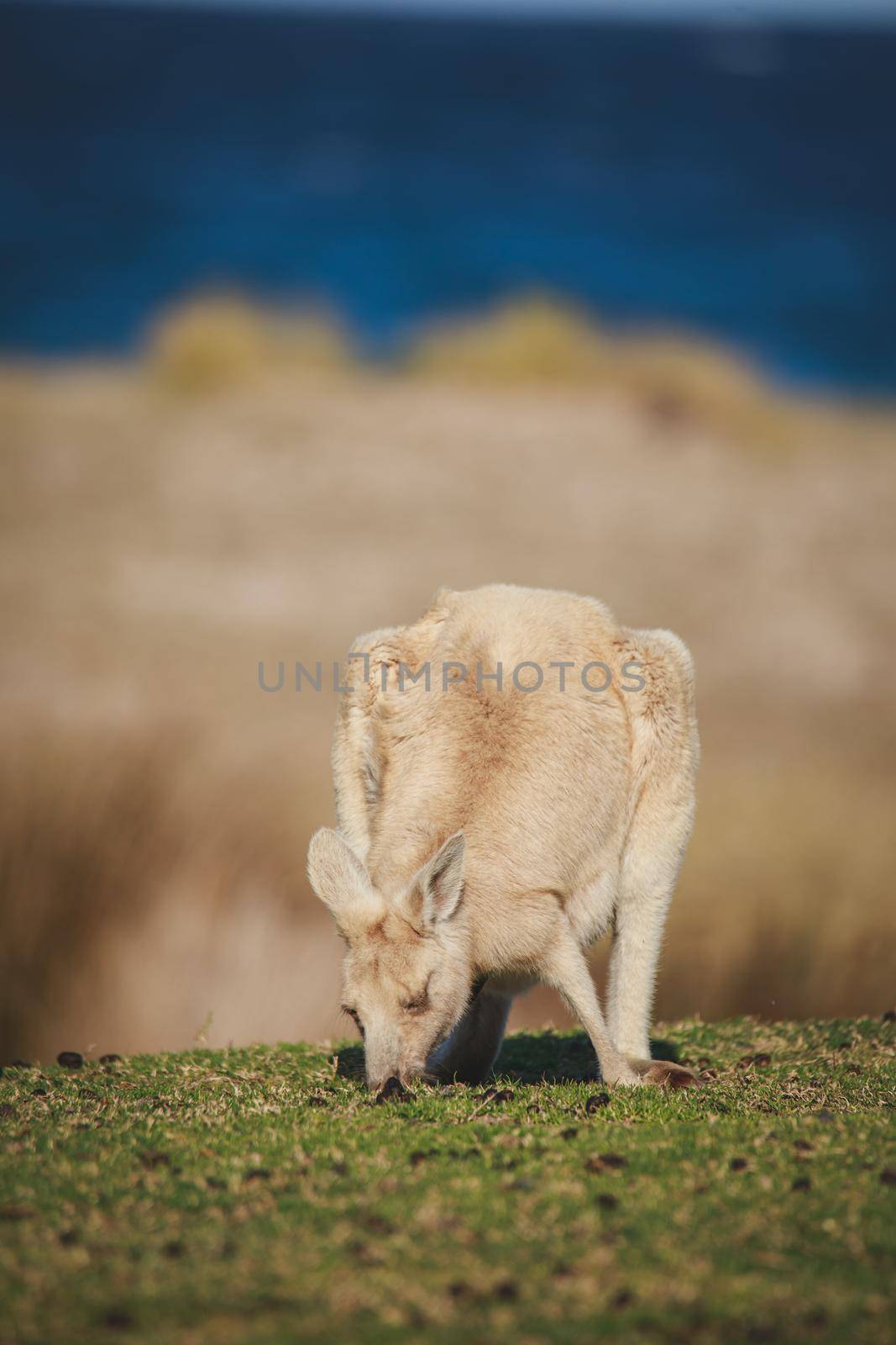 White Eastern Grey kangaroo at a caravan park. High quality photo