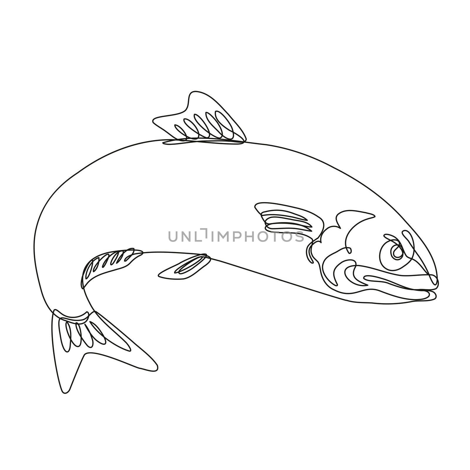 Continuous line drawing illustration of an angry Atlantic herring sardine fish jumping done in mono line or doodle style in black and white on isolated background. 