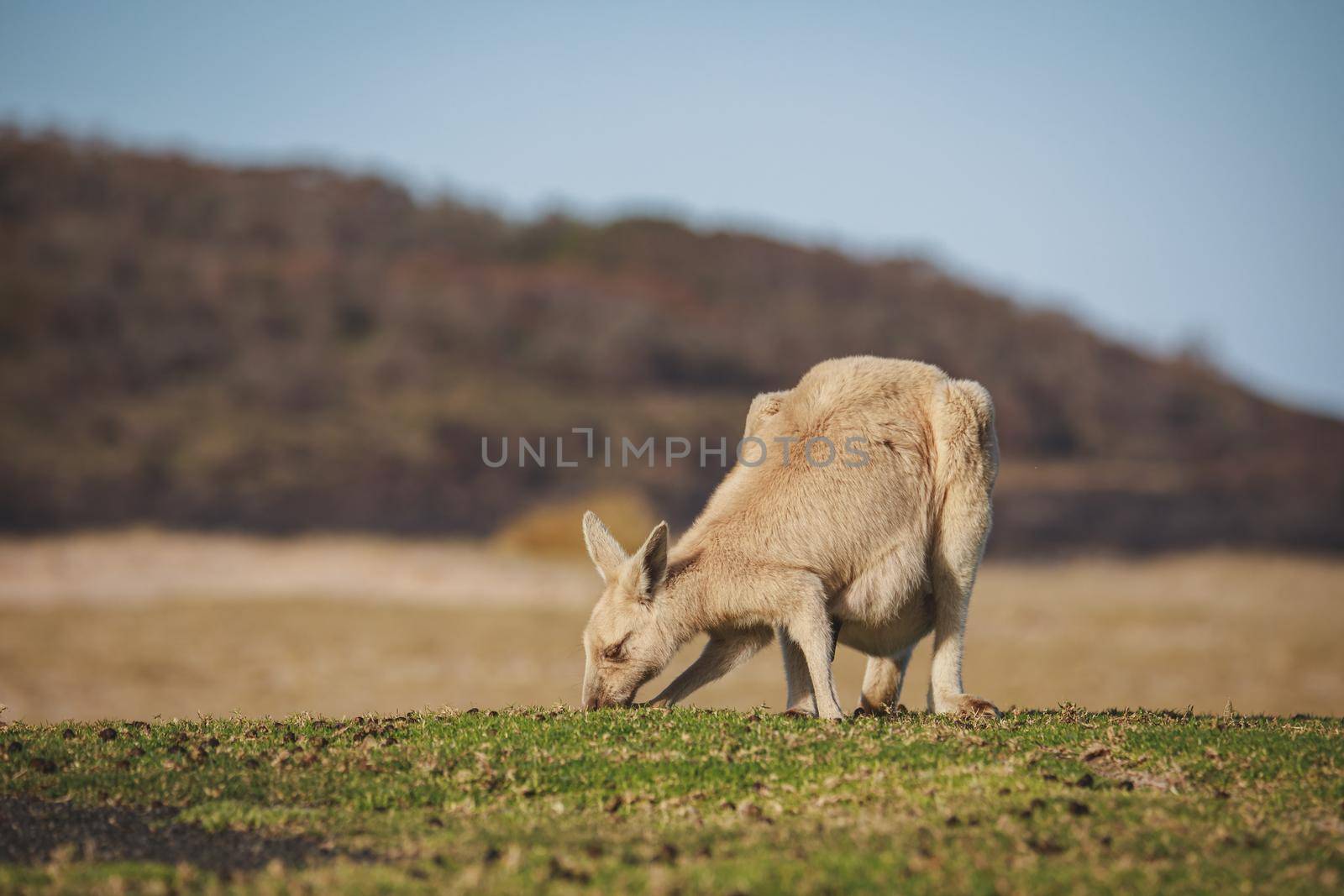 White Eastern Grey kangaroo at a caravan park by braydenstanfordphoto