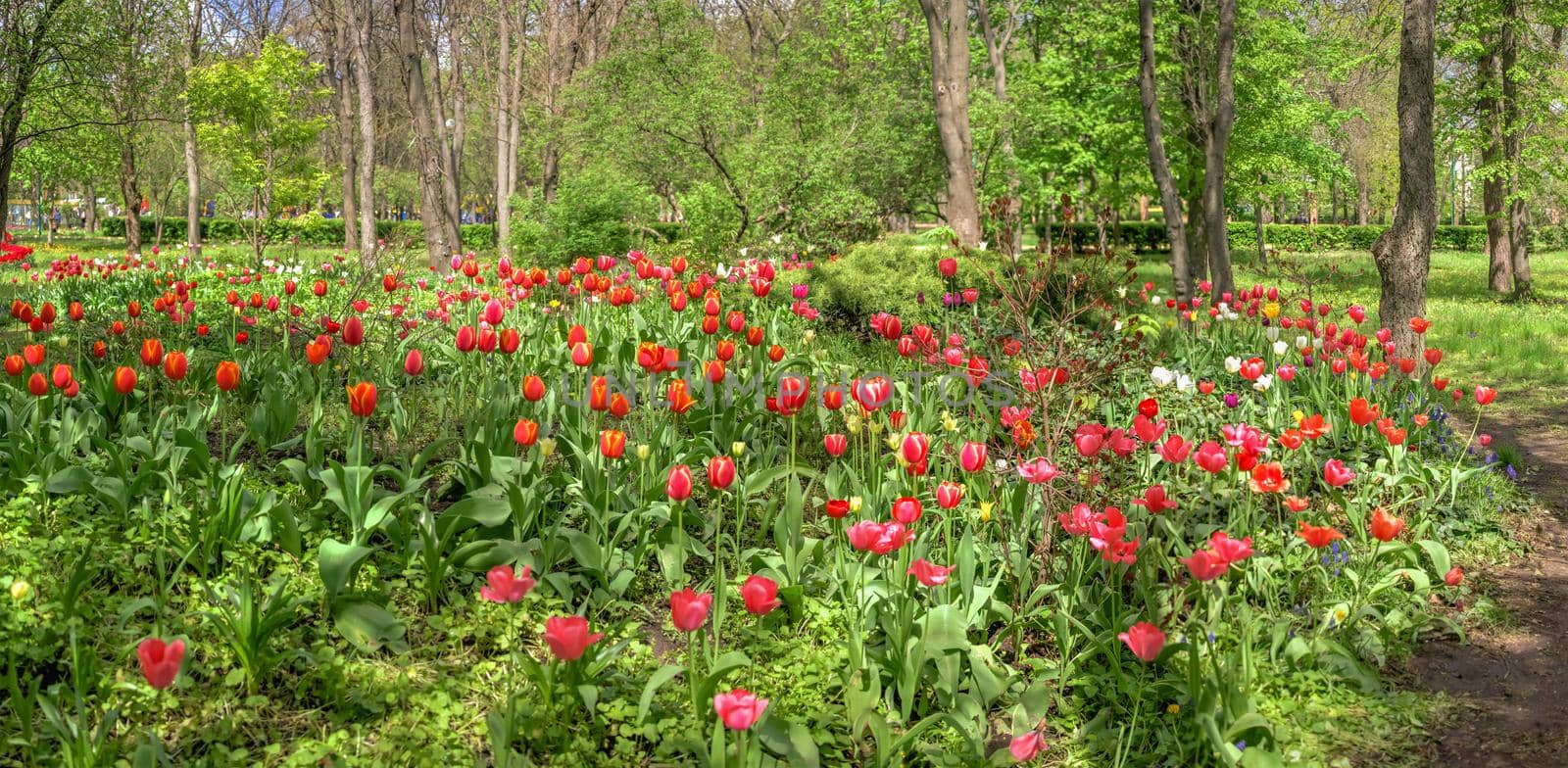 Tulip alley in the Kropyvnytskyi arboretum, Ukraine by Multipedia