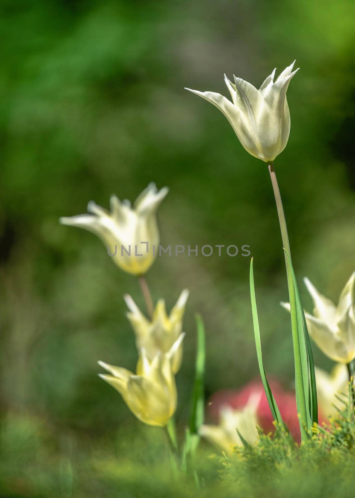 Blooming tulips in the Kropyvnytskyi arboretum on a sunny spring day