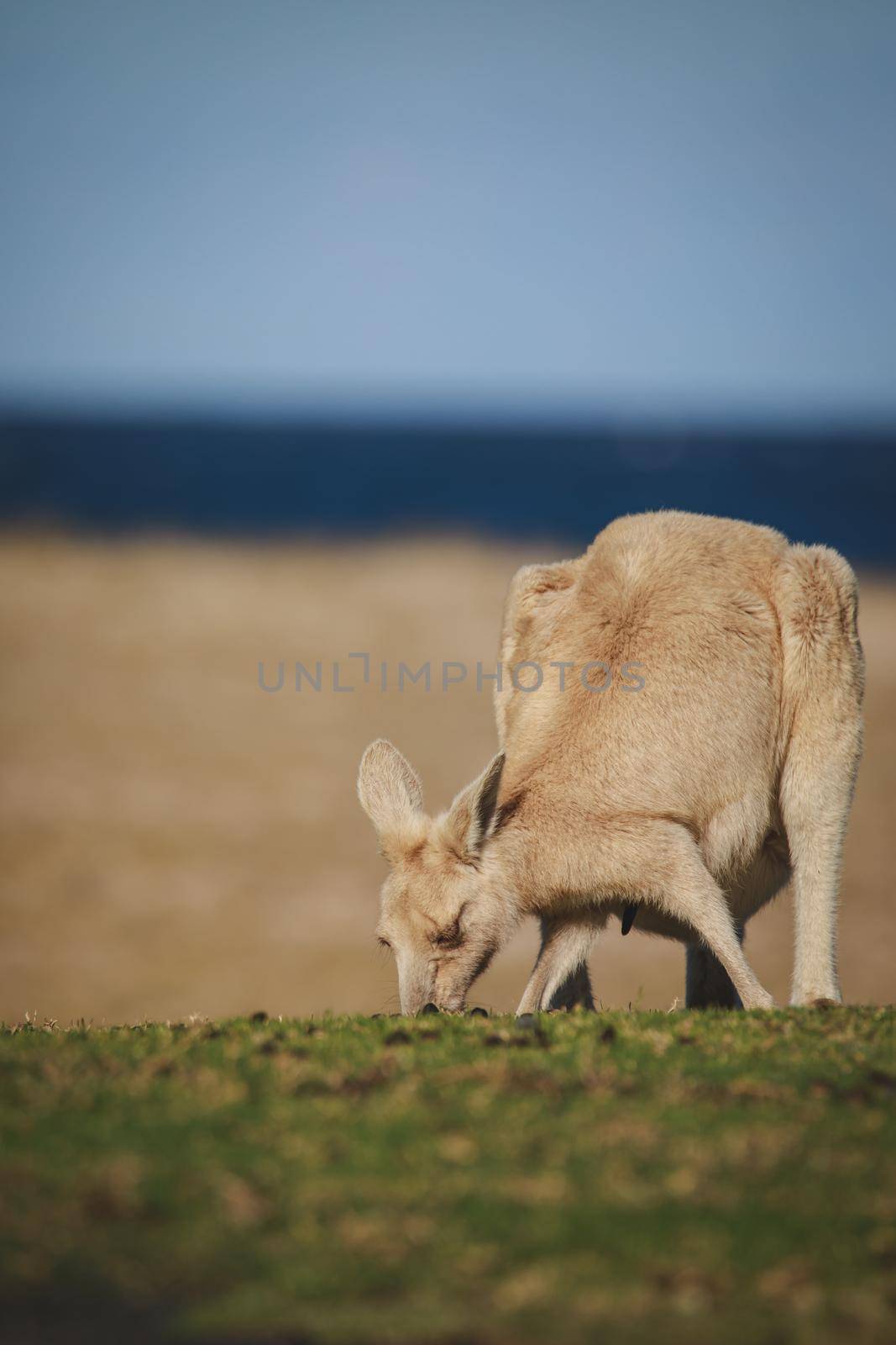 White Eastern Grey kangaroo at a caravan park. High quality photo