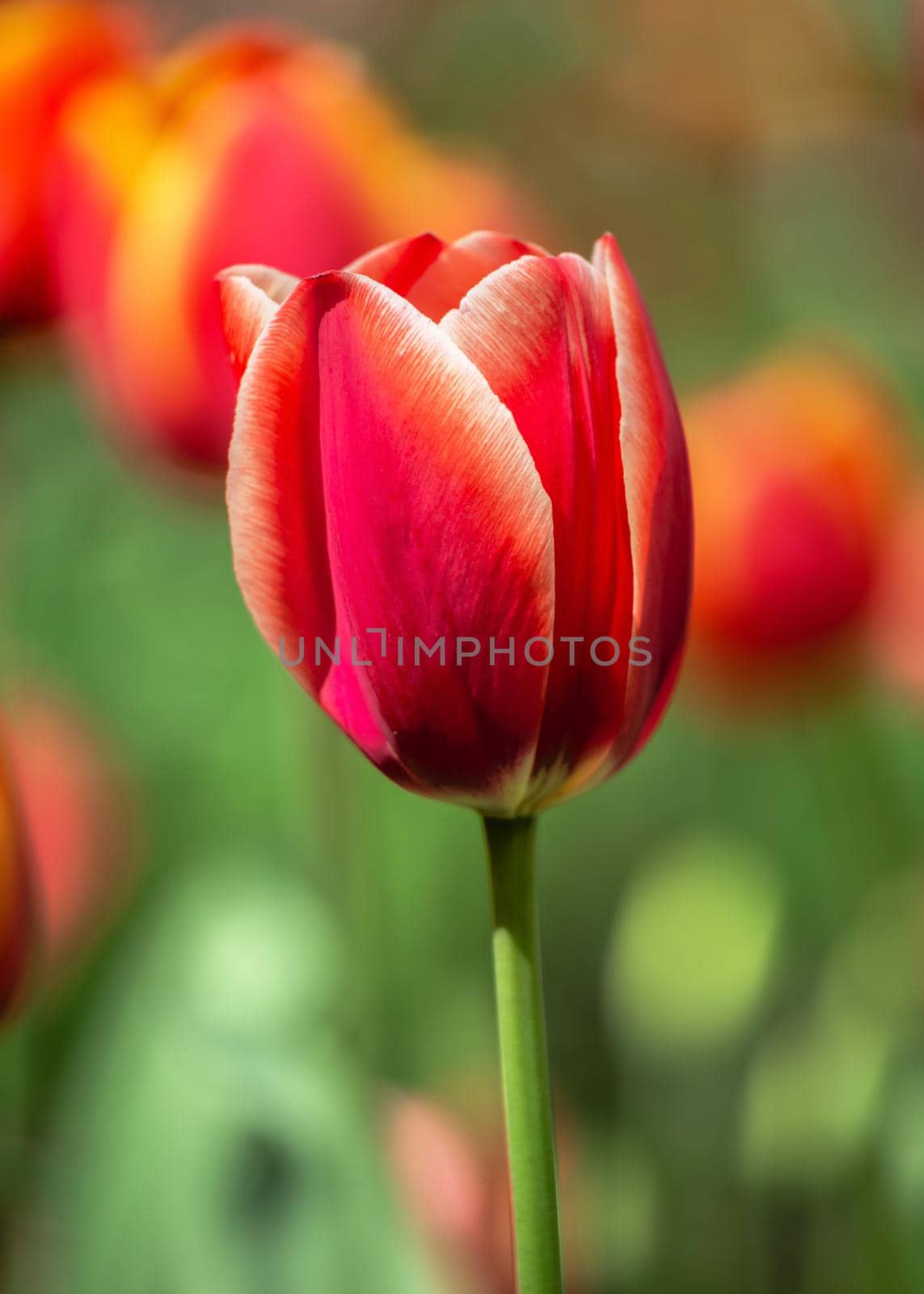 Blooming tulips in the Kropyvnytskyi arboretum on a sunny spring day