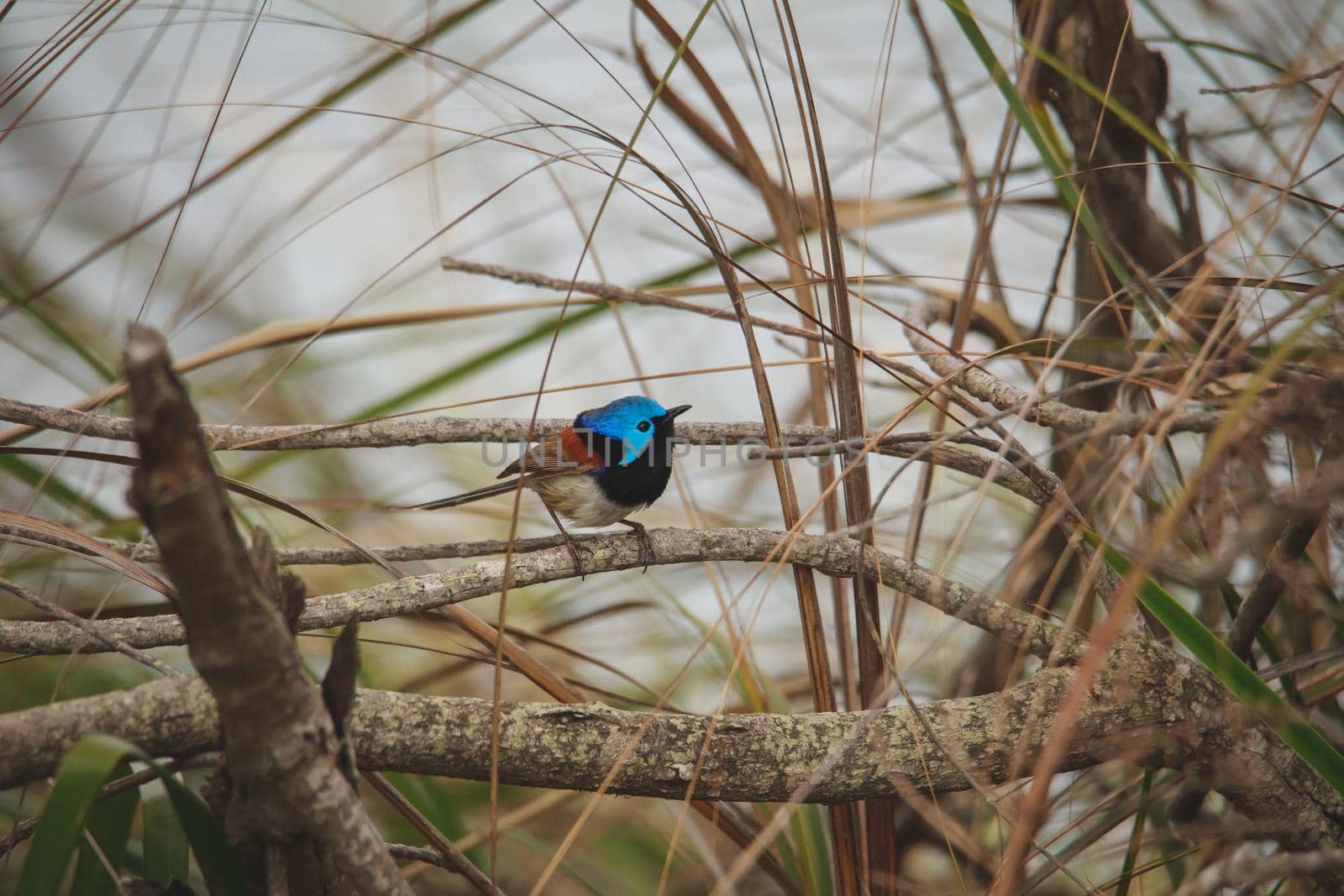 Variegated Fairy Wren male bird. High quality photo