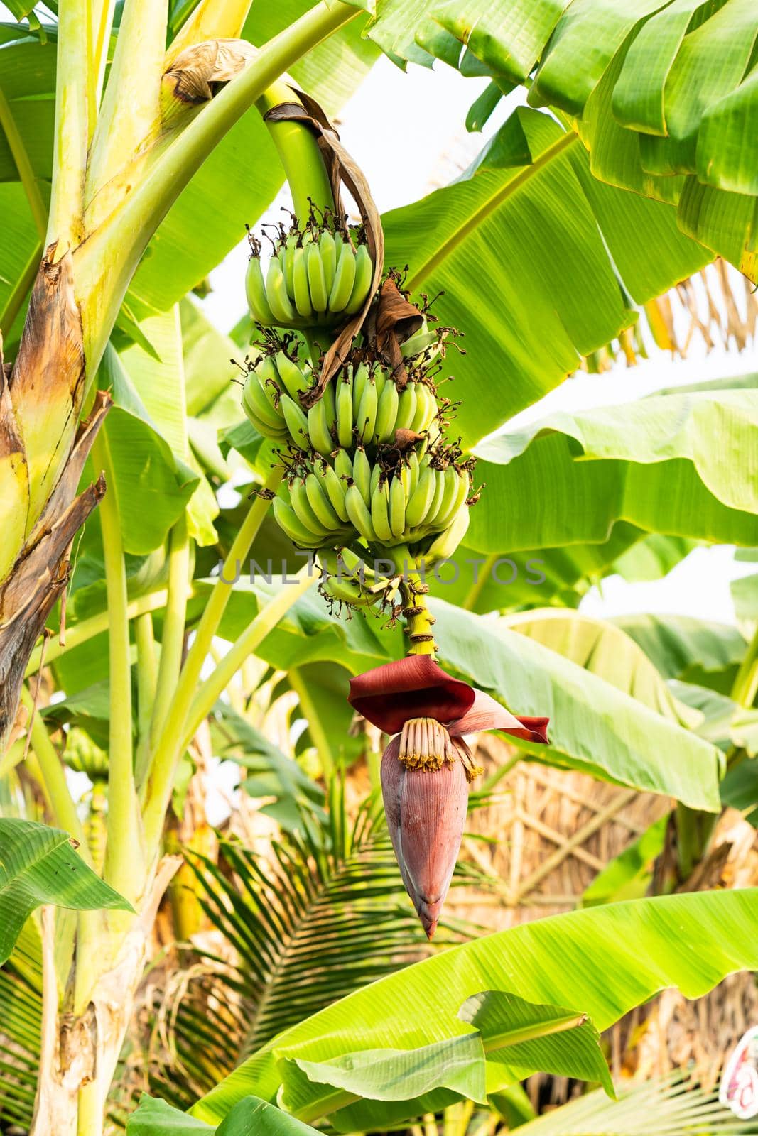 Banana flower and unripe fruits on a tree in the garden