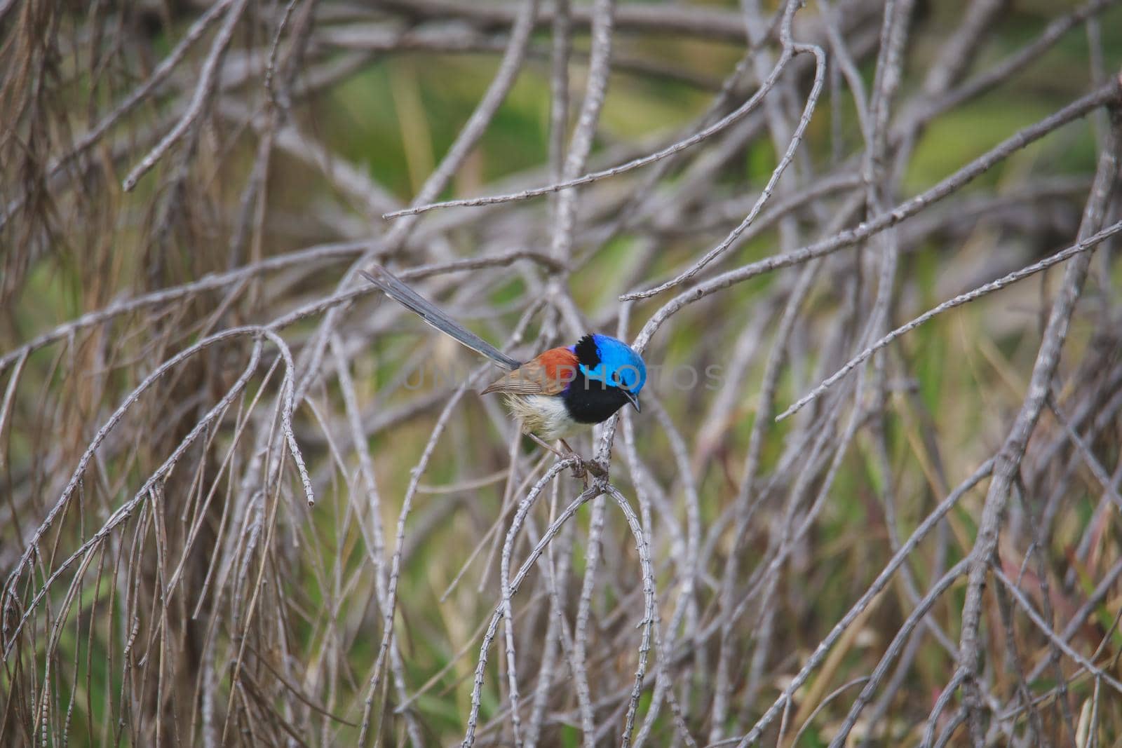 Variegated Fairy Wren male bird. High quality photo