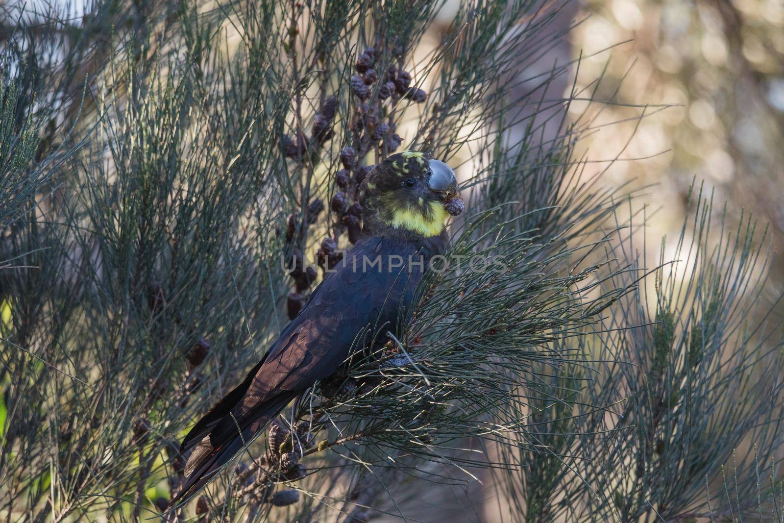 Female glossy black cockatoo eating in a tree. High quality photo