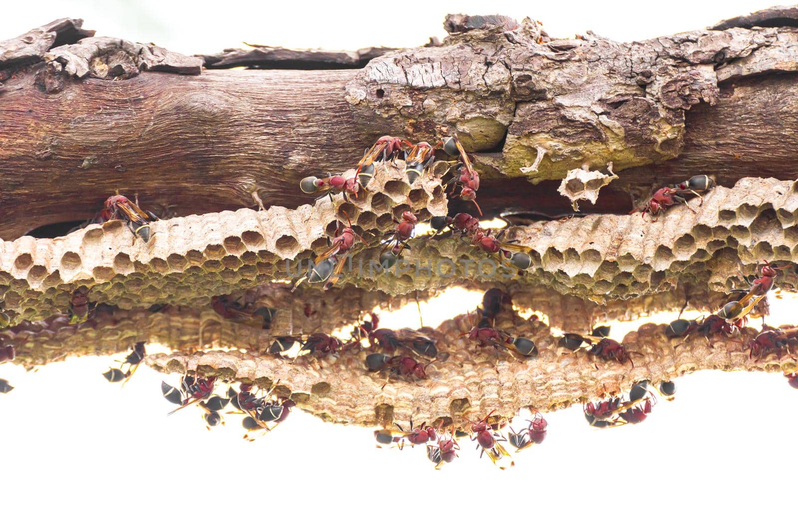 Close-up of wasp and wasp nest with eggs and larvae on white background