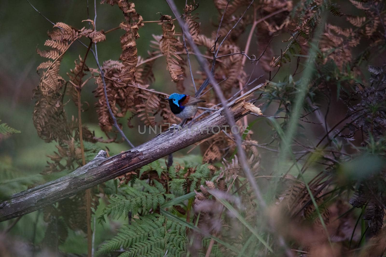 Variegated Fairy Wren male bird. High quality photo