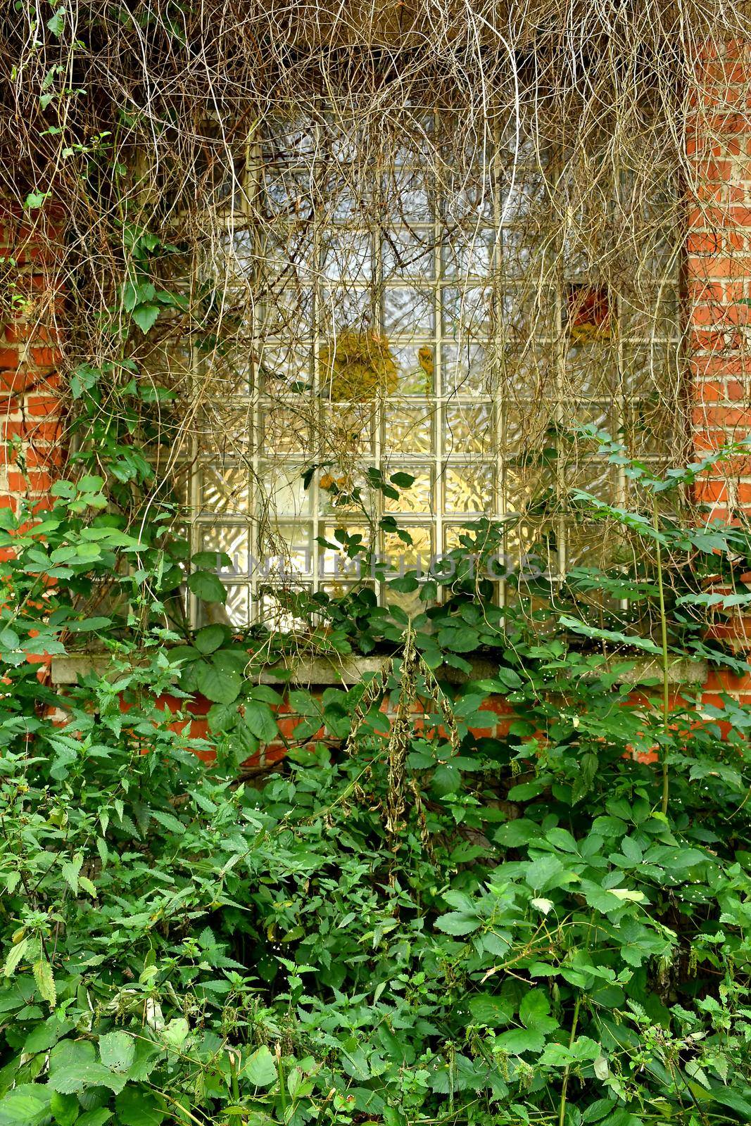 old window of a factory overgrown with green by Jochen