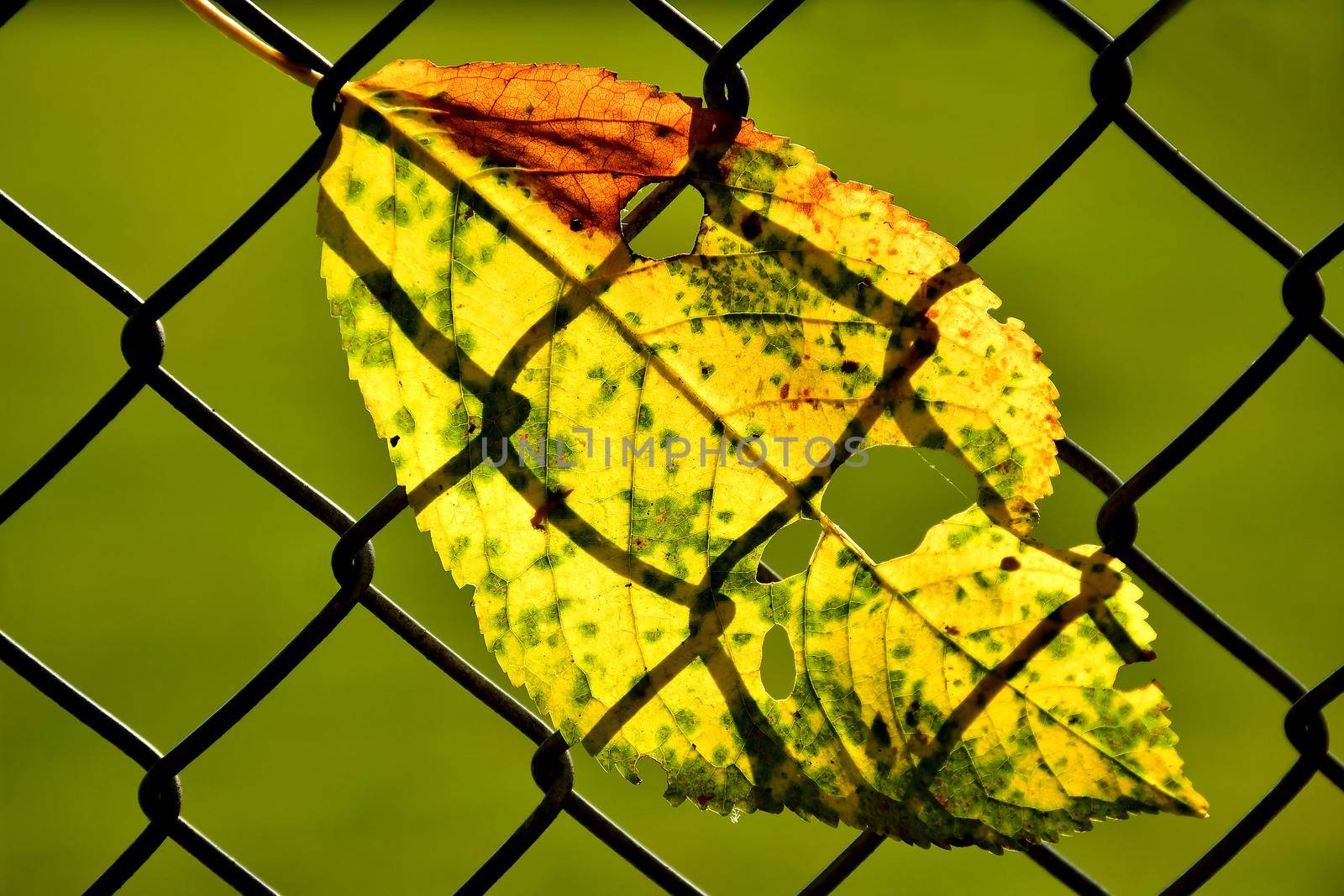 autumnal colored leaf in a fence in backlit by Jochen