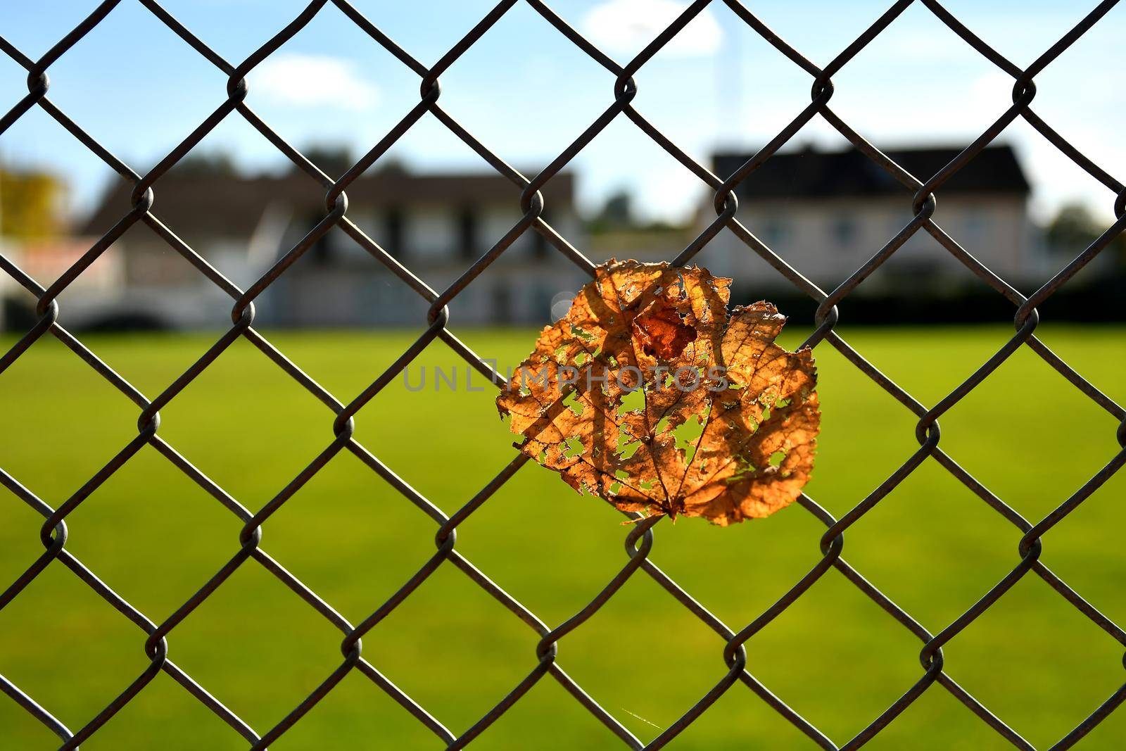 autumnal colored leaf in a fence in backlit