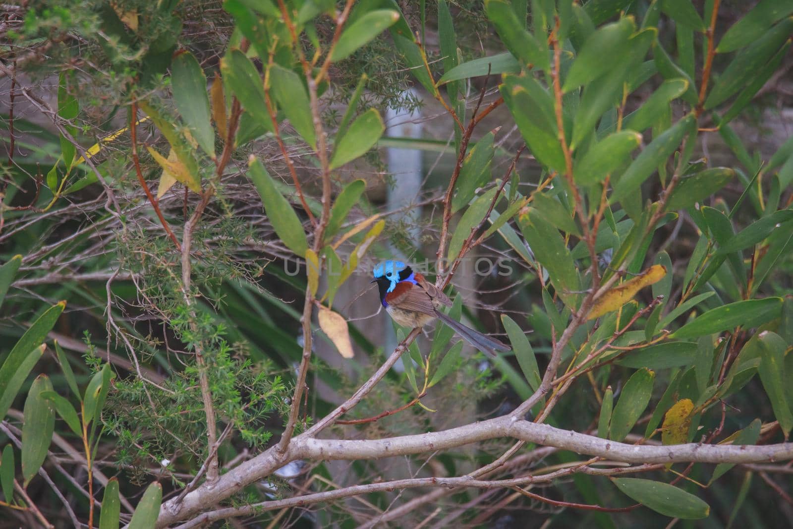 Variegated Fairy Wren male bird. High quality photo