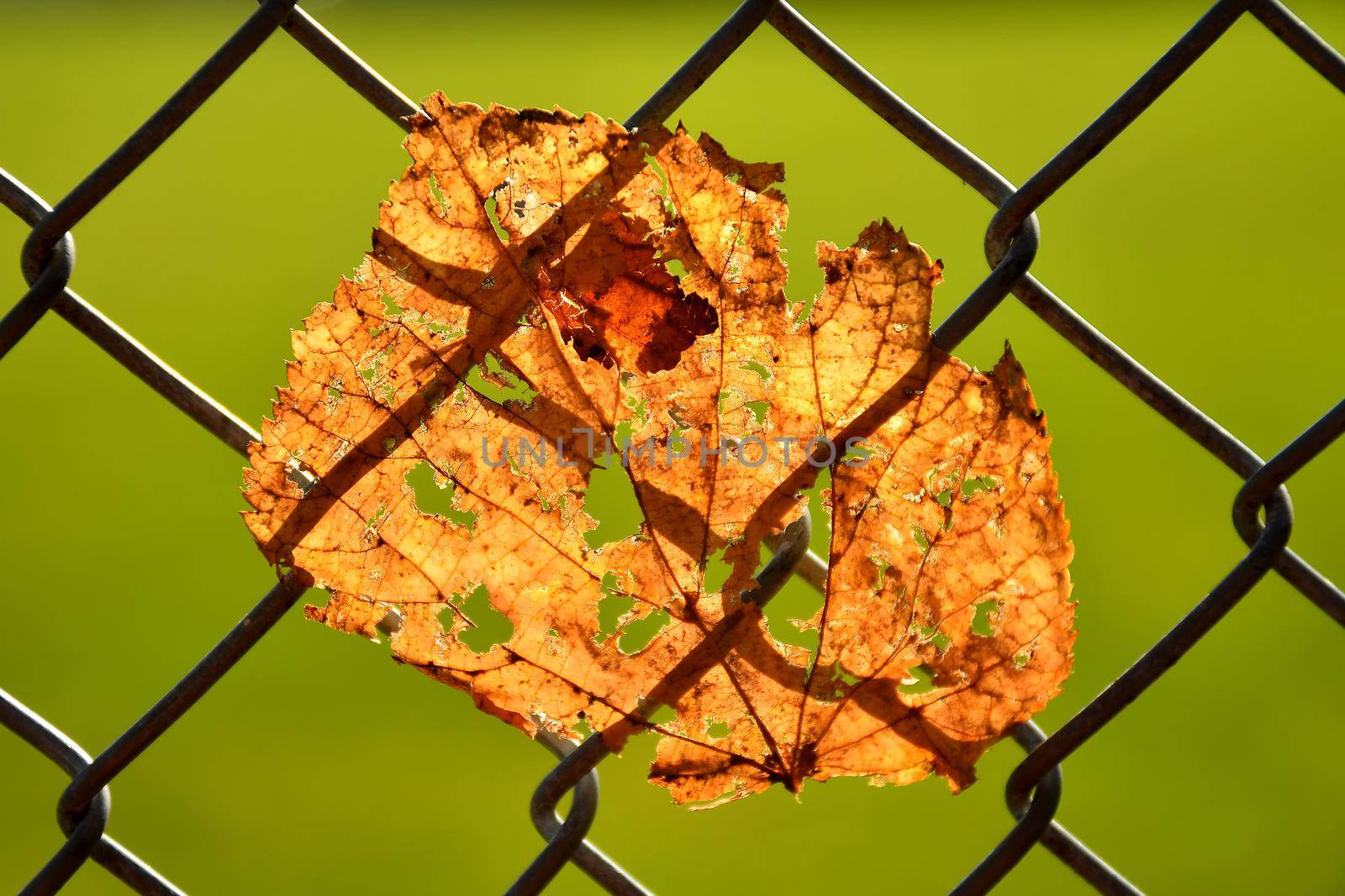 autumnal colored lime tree leaf in a fence in backlit by Jochen