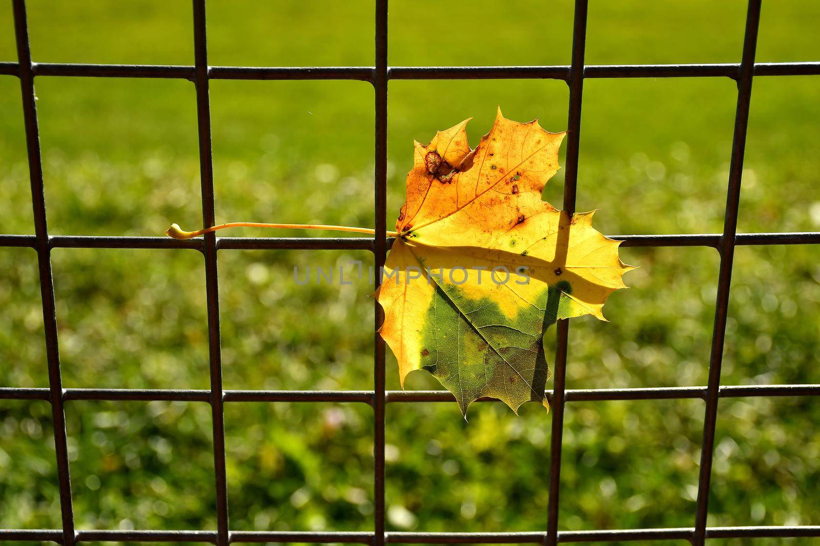 autumnal colored maple leaf in a fence in backlit