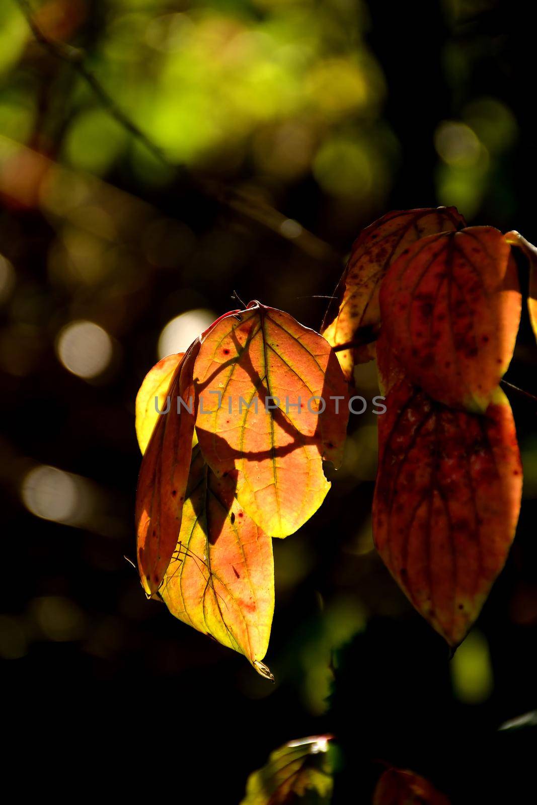 autumnal colored leaves in backlit by Jochen
