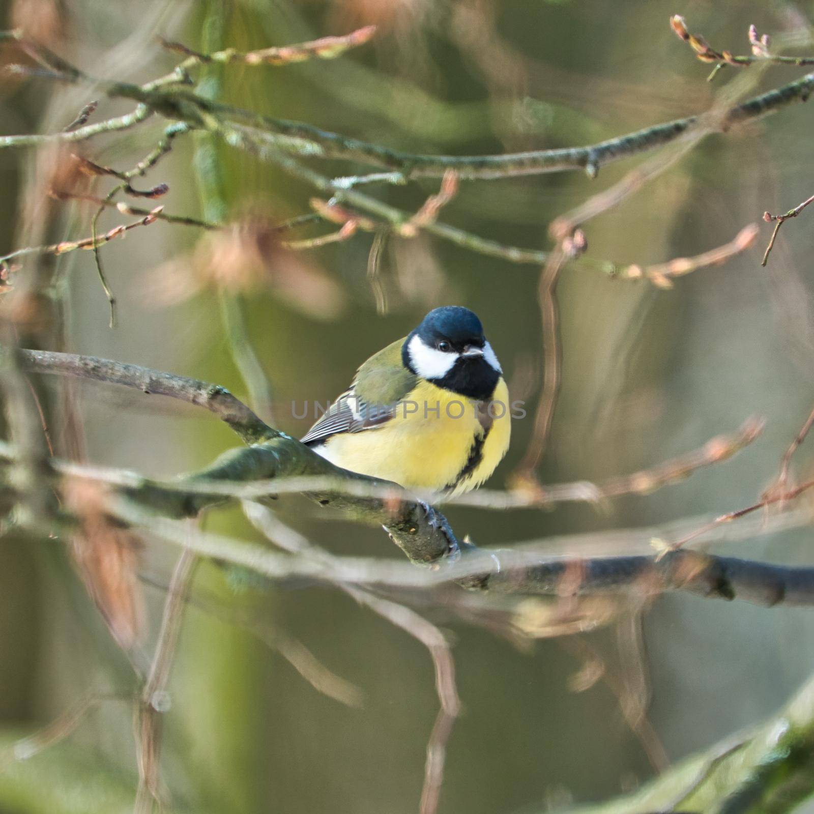 one greathungry great tit in the winter tit on a tree at a cold and sunny winter day