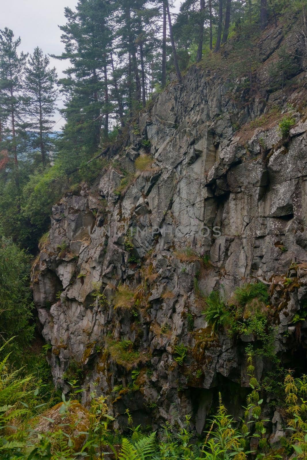 Trees grow on a rock in a mountainous area