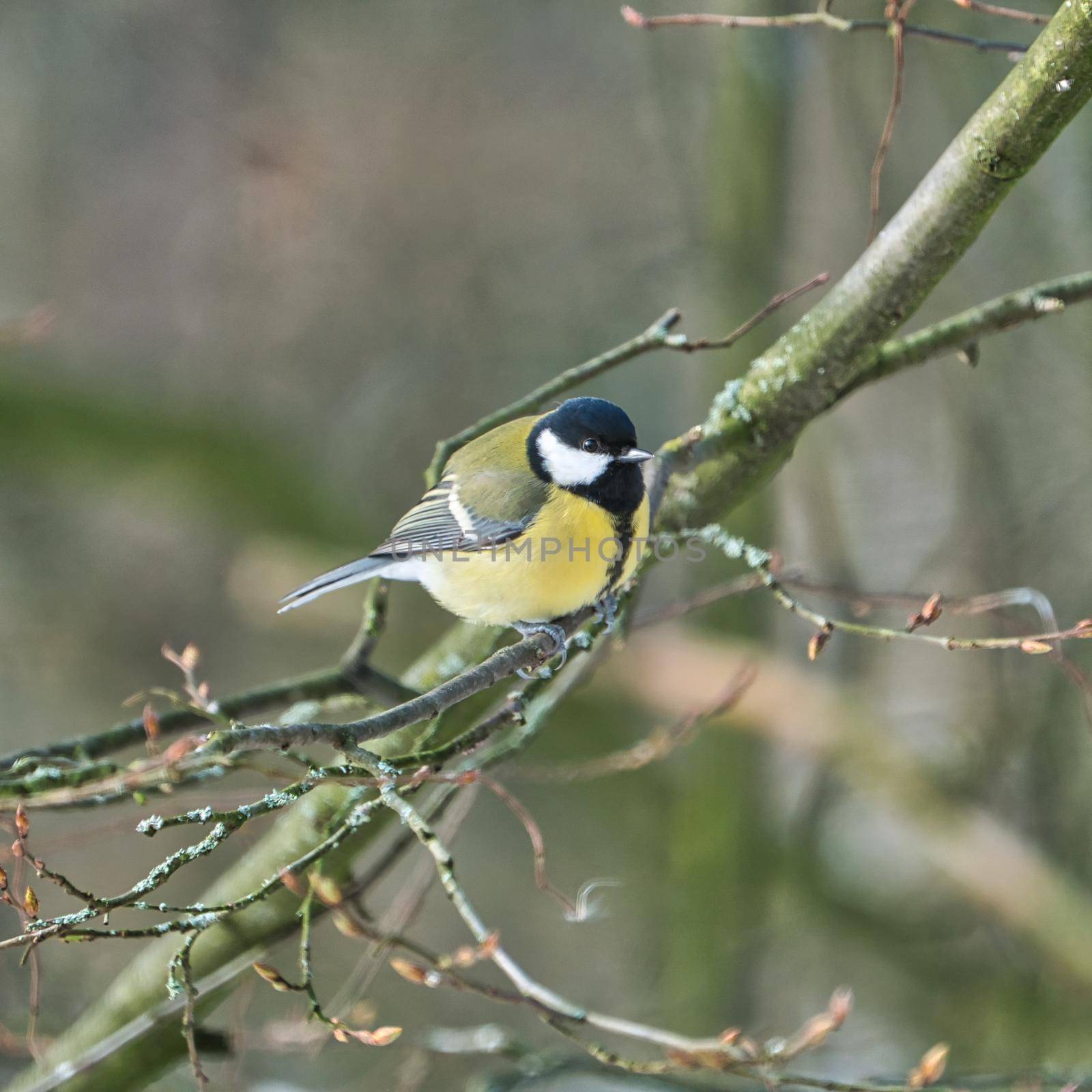 one greathungry great tit in the winter tit on a tree at a cold and sunny winter day