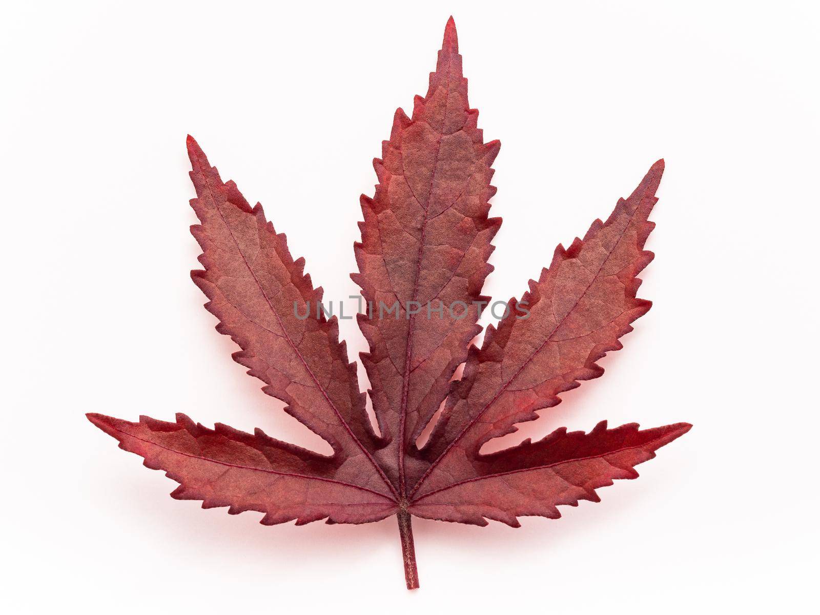 Close up red maple leaves isolated white background top view.