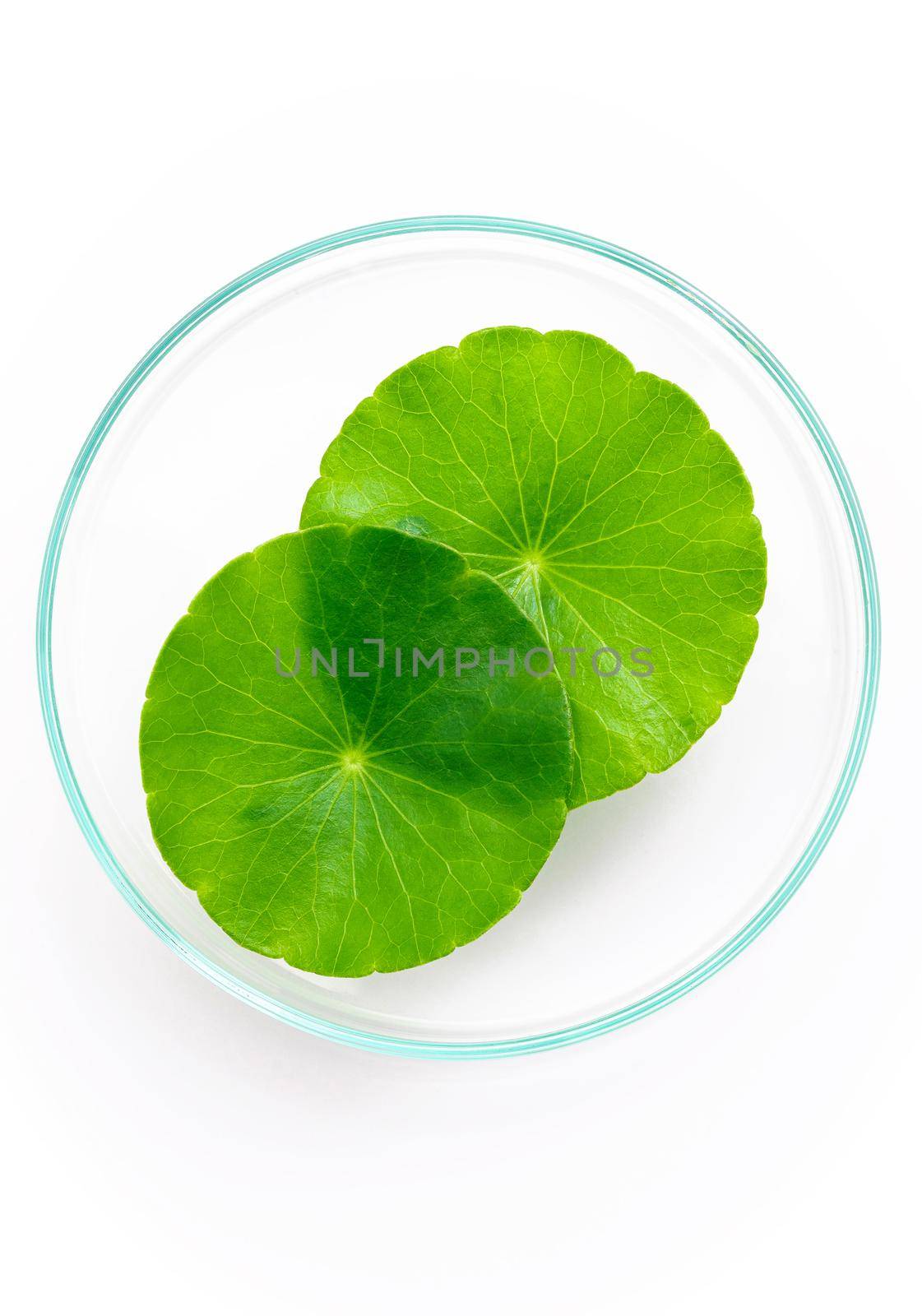 Close up centella asiatica leaves with rain drop in petri dish isolated on white background top view.