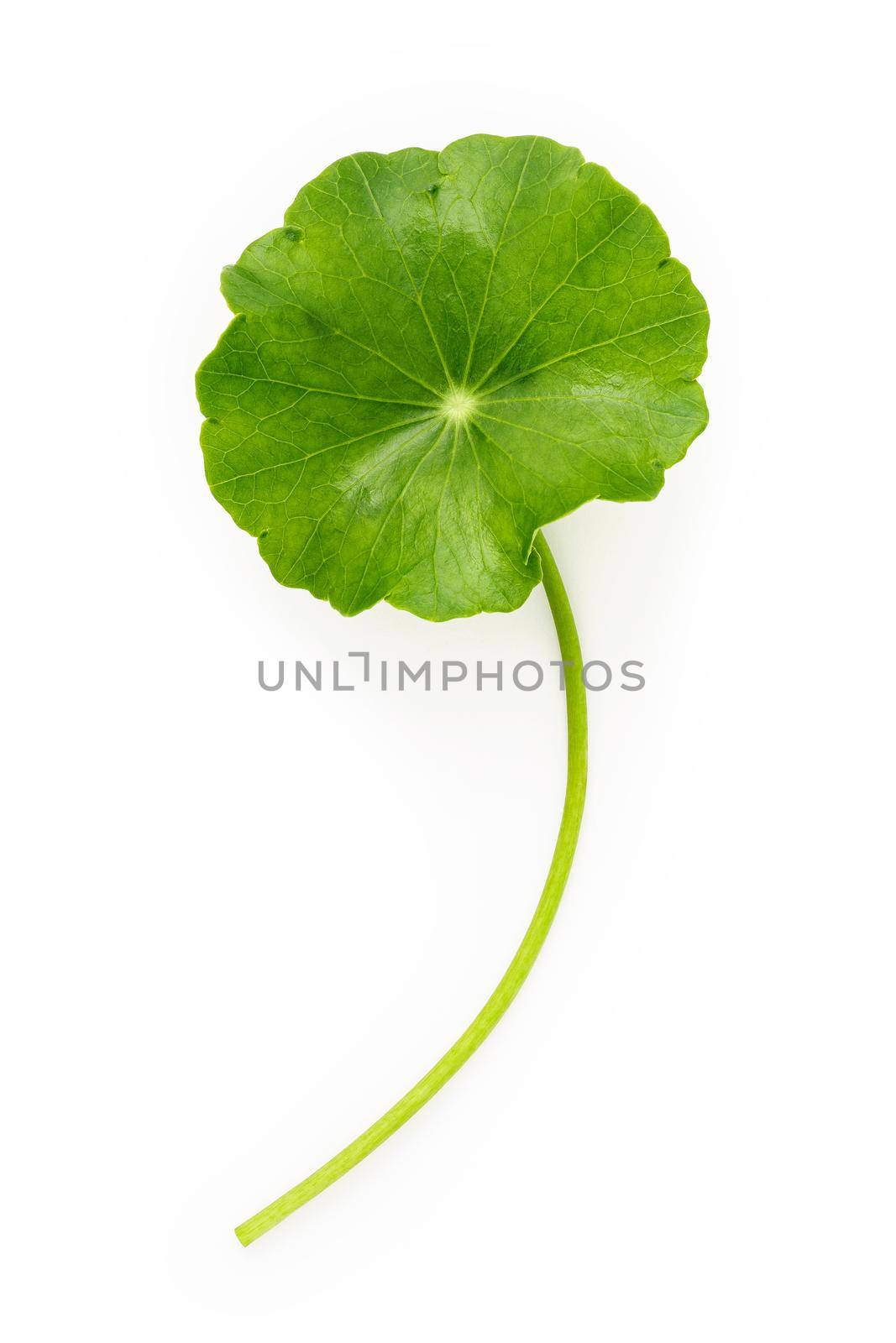 Close up centella asiatica leaves with rain drop isolated on white background top view. by kerdkanno