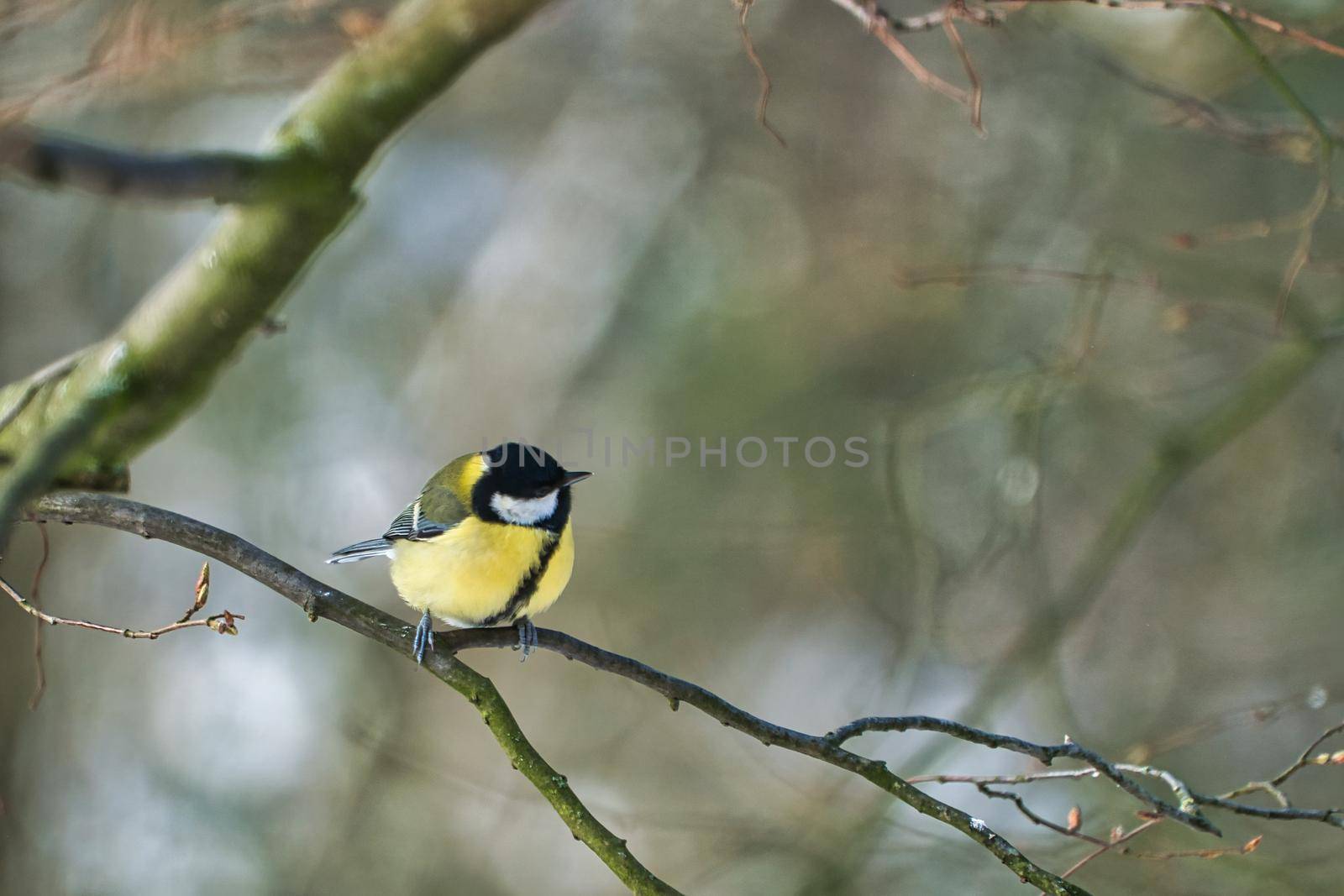 one greathungry great tit in the winter tit on a tree at a cold and sunny winter day