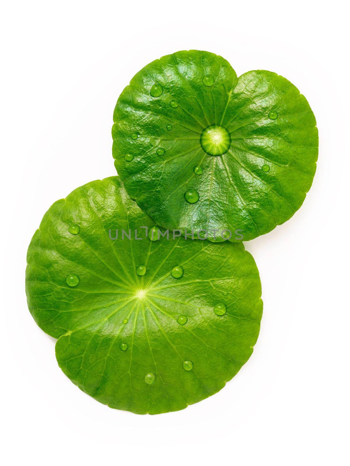 Close up centella asiatica leaves with rain drop in petri dish isolated on white background top view. by kerdkanno