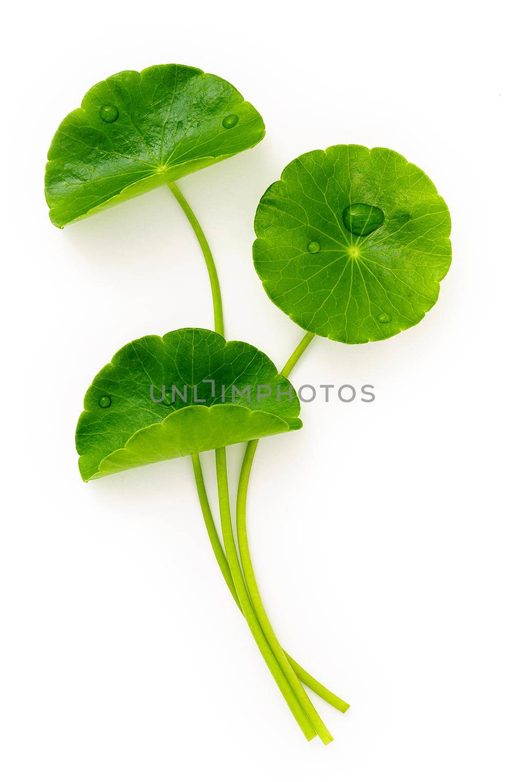 Close up centella asiatica leaves with rain drop isolated on white background top view. by kerdkanno