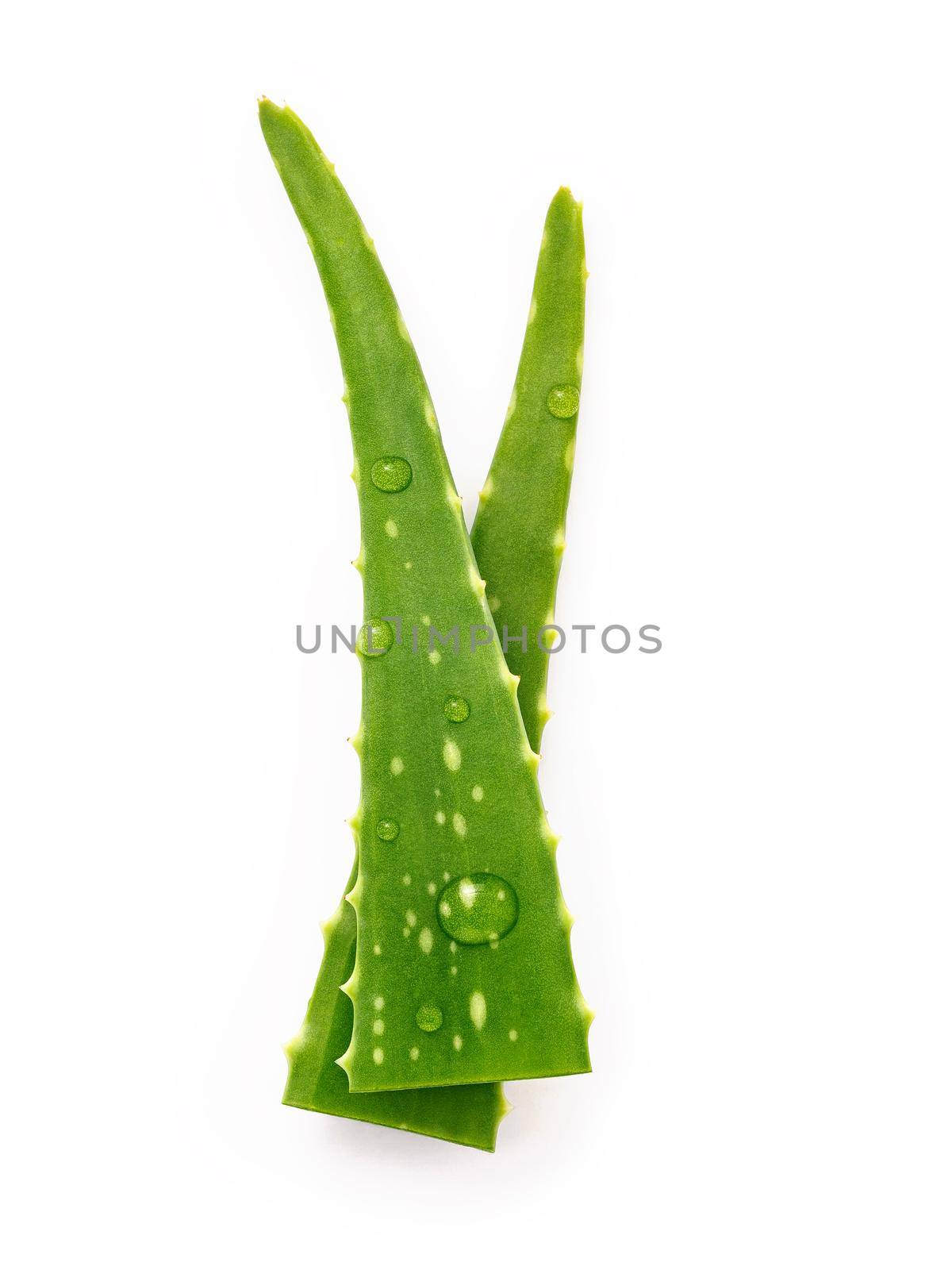  Close up aloe vera with water drops isolated on white background. 