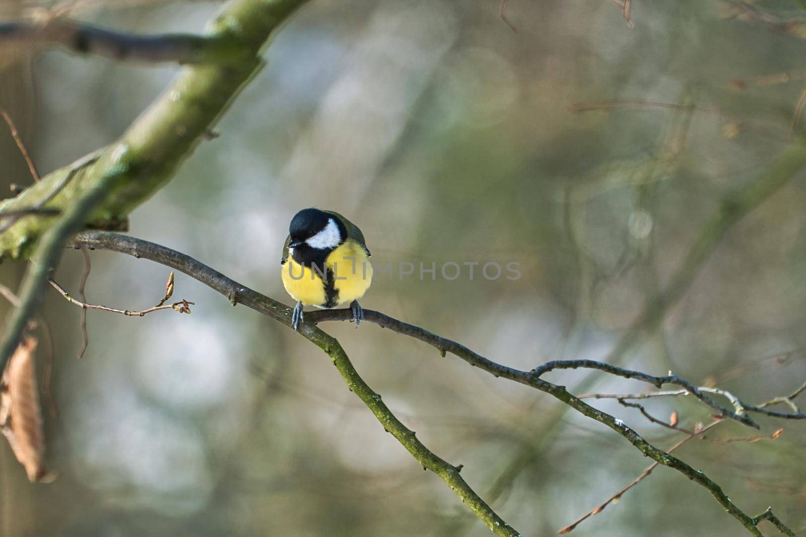 great tit on winter tree by Bullysoft