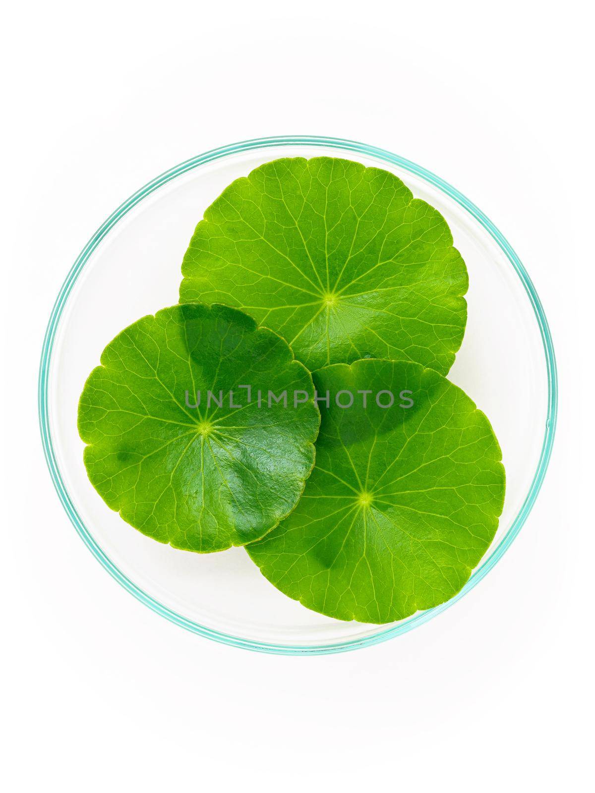 Close up centella asiatica leaves with rain drop in petri dish isolated on white background top view. by kerdkanno