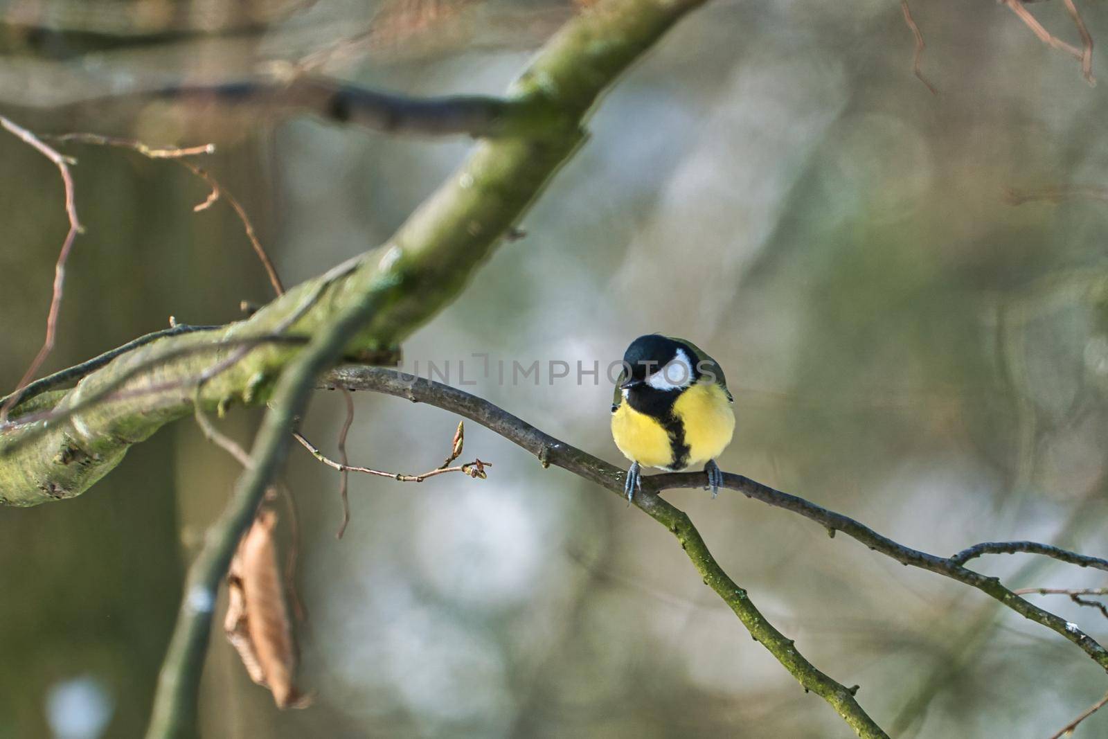 one greathungry great tit in the winter tit on a tree at a cold and sunny winter day