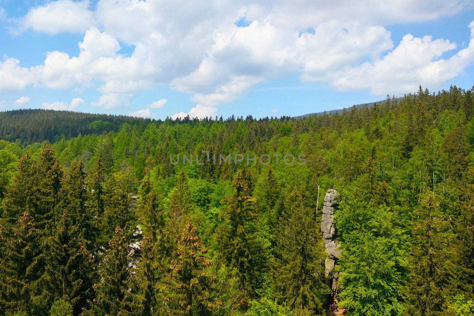 View from a height of the green forest on a sunny day