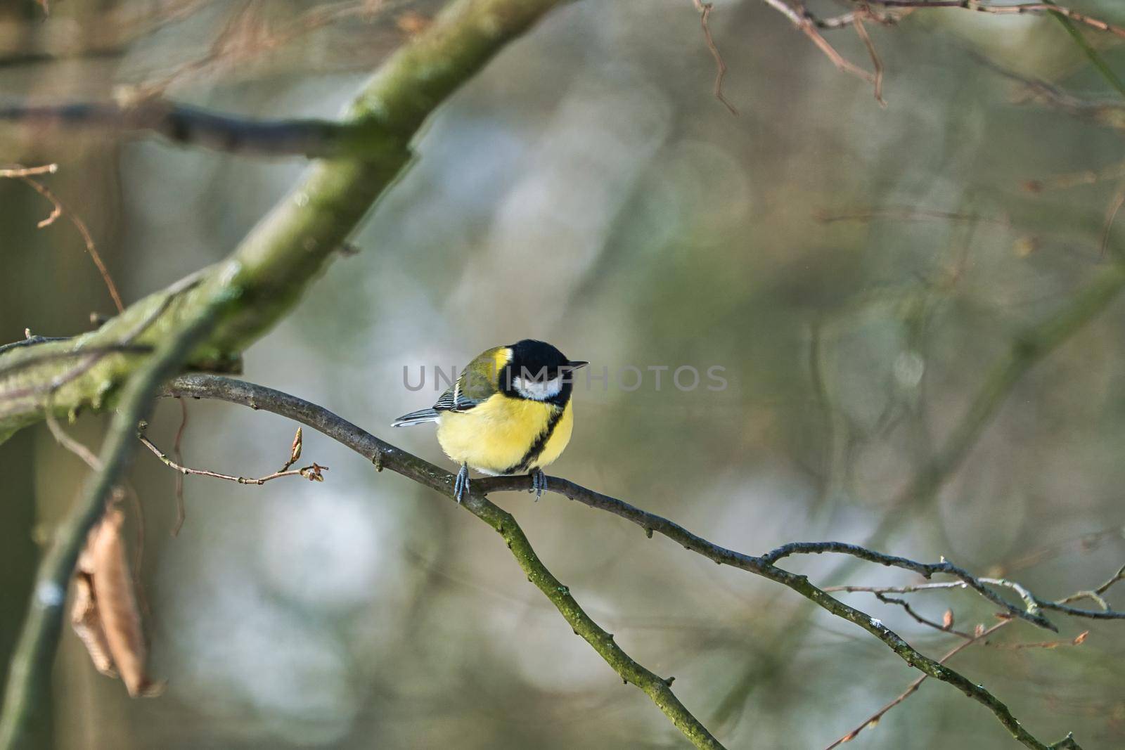 one greathungry great tit in the winter tit on a tree at a cold and sunny winter day