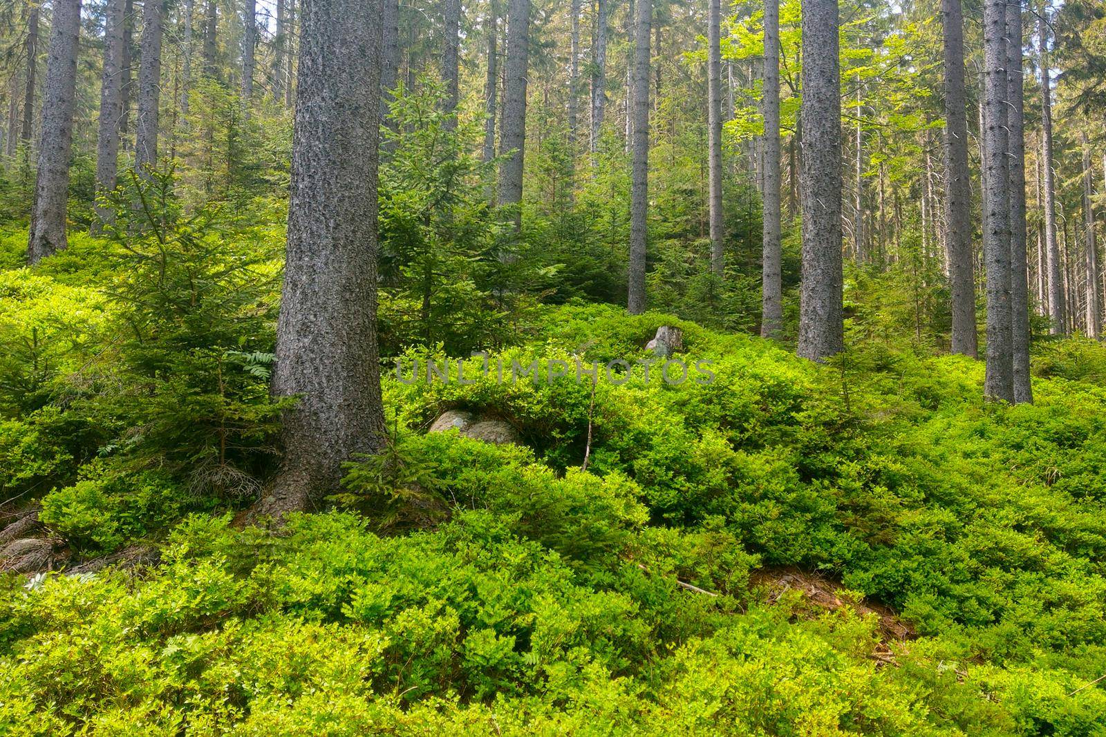 Young green forest in a mountainous area