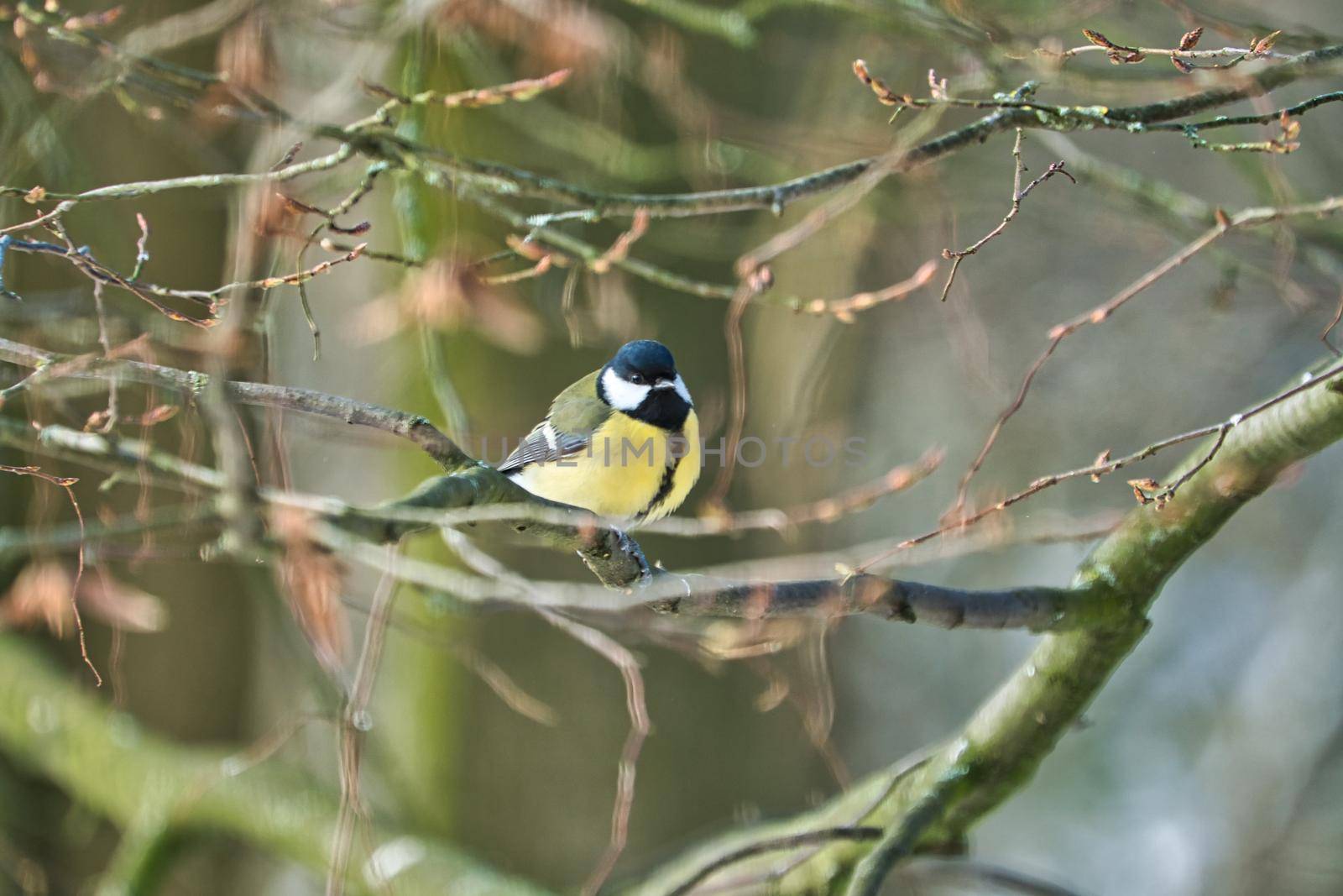 great tit on winter tree by Bullysoft