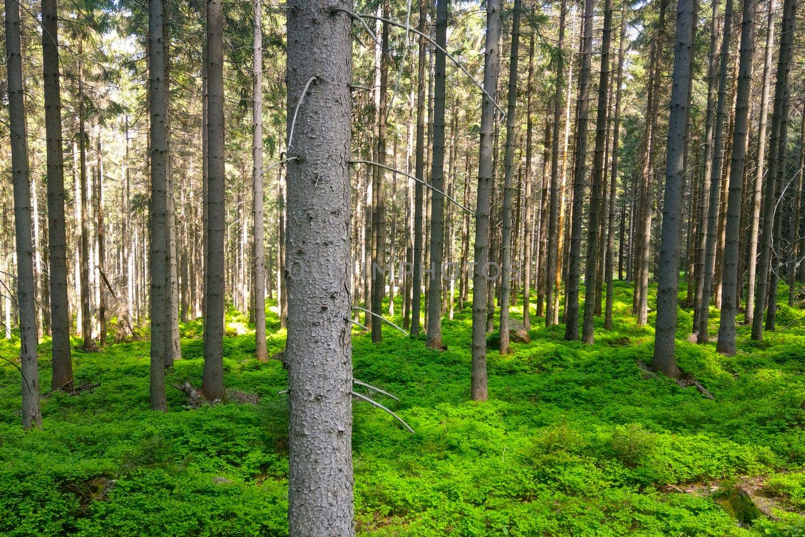 View of the clear green forest on a sunny summer day