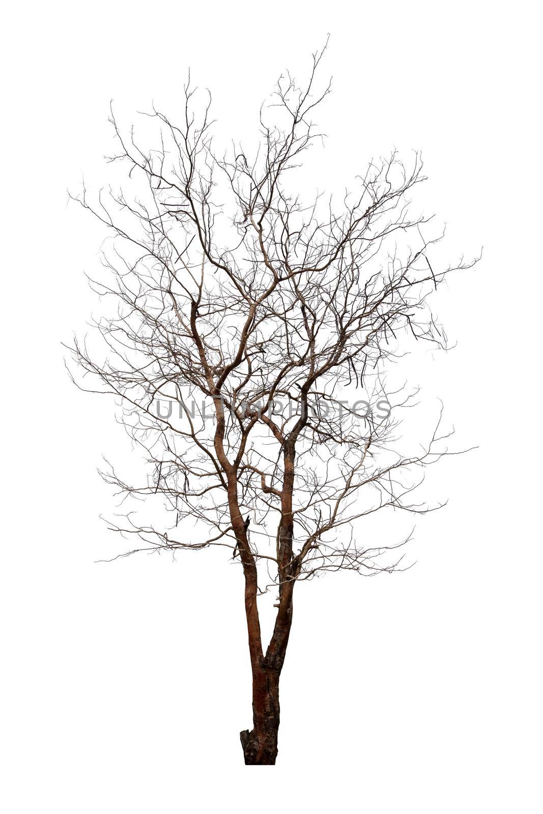 Dead tree isolated on white. by Gamjai
